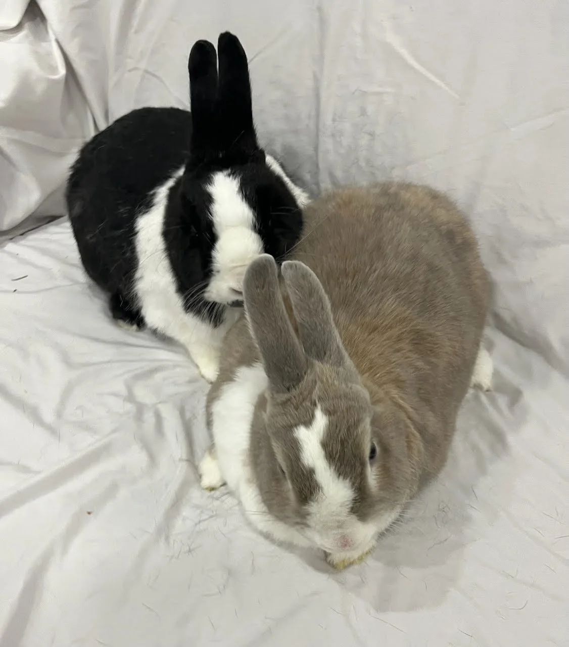 dutch rabbits - bonded pair available for adoption