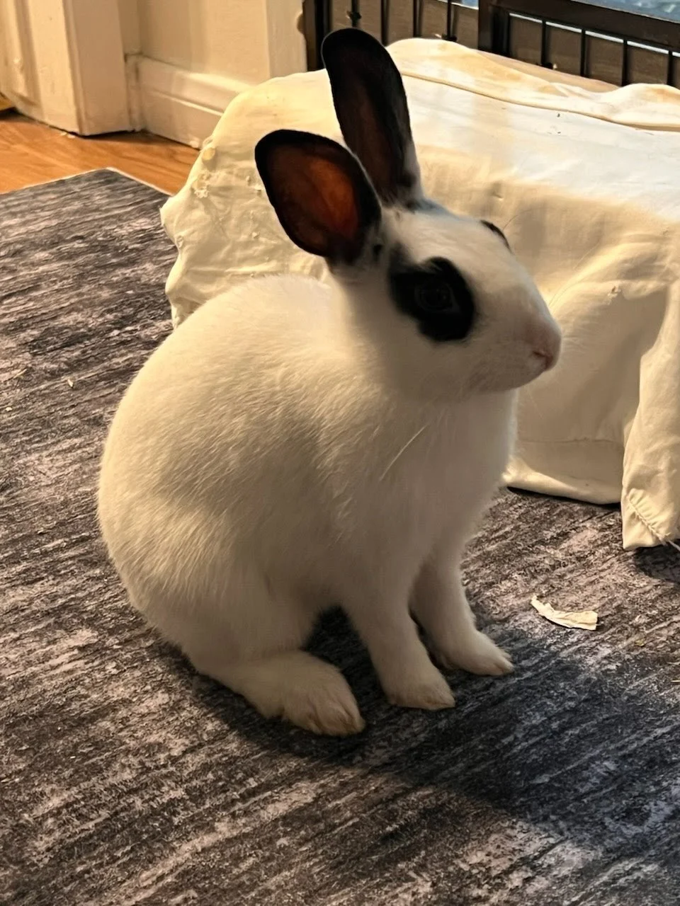 Meet Cooper!

Cooper is the smallest of the kits, but don’t let his size fool you—his zoomies are lightning-fast and nearly impossible to catch on video! He loves pairing up with each sibling for sprint races or curling up for grooming and cuddle tim