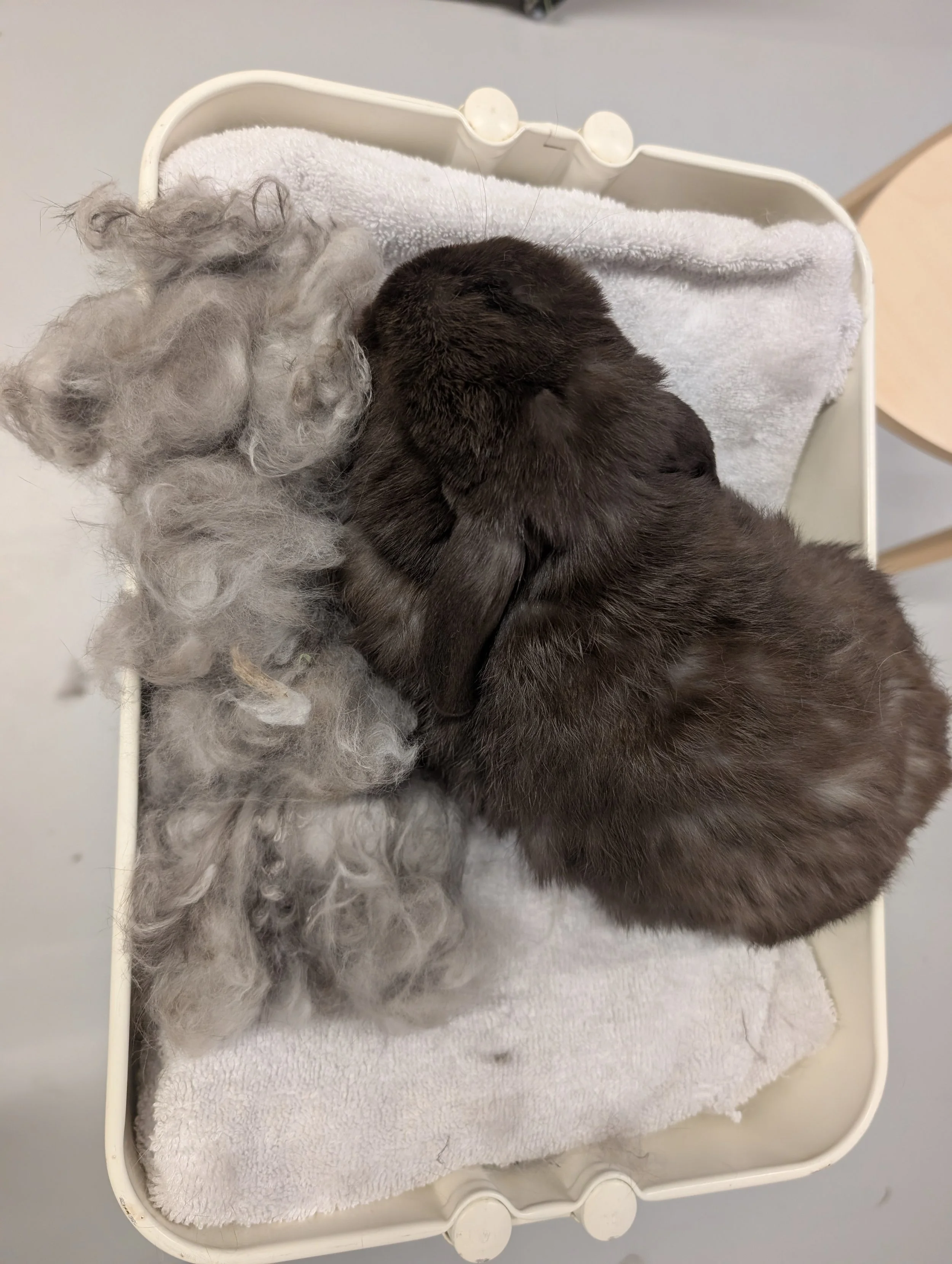 A small, furry bunny and a clump of gray wool or hair lying together in a white plastic container with a white towel inside.