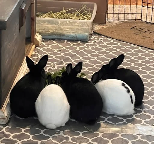Five rabbits, three black and two white, sitting on a patterned floor facing away from the camera.
