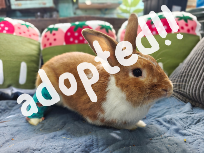 DJ Quick, a 2-year-old Rex rabbit with a healing broken ankle, available for sponsorship through Second Hop in Long Beach