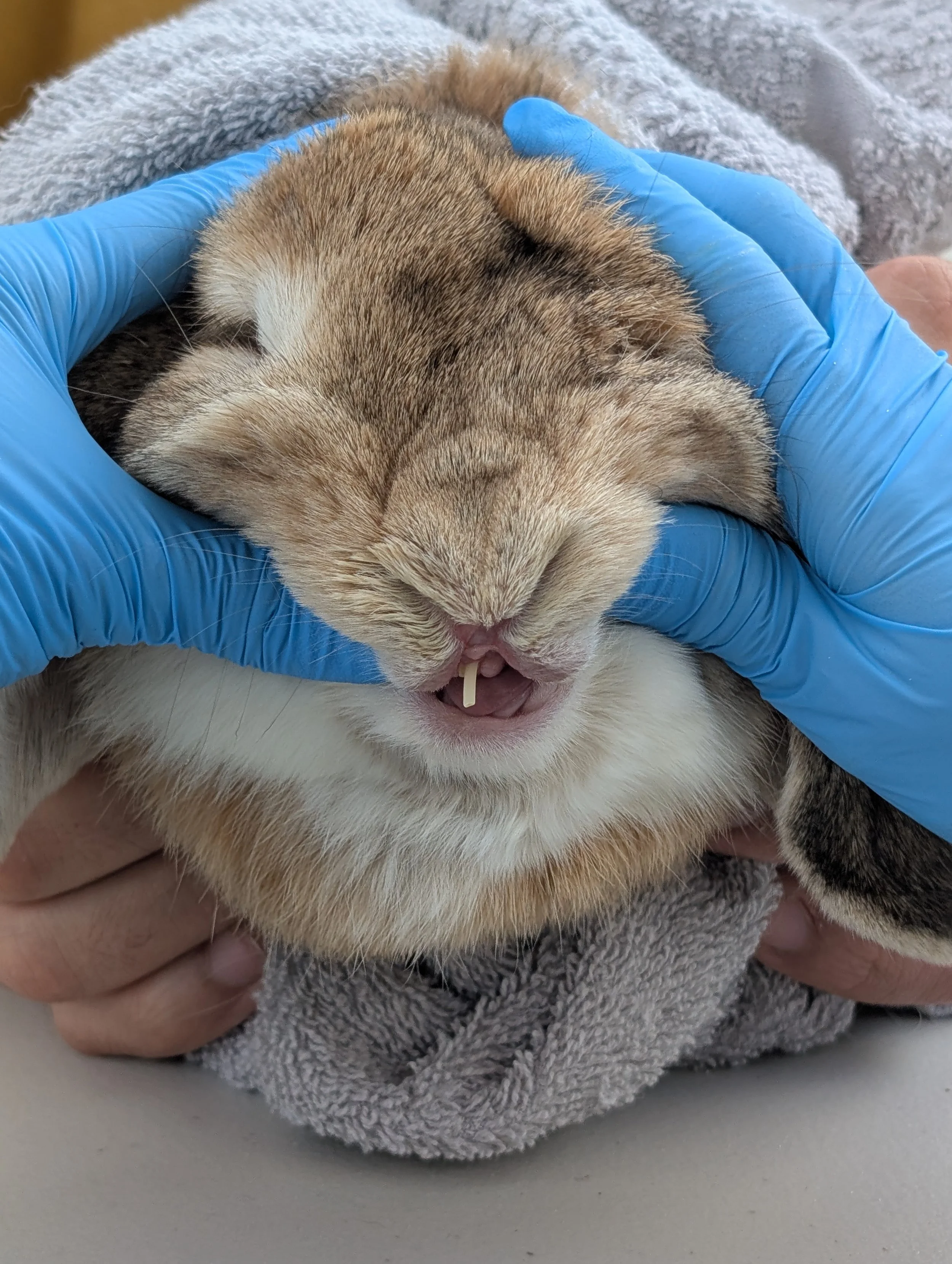 Rabbit getting teeth checked at RHDV-2 Vaccine Low-Cost Clinic