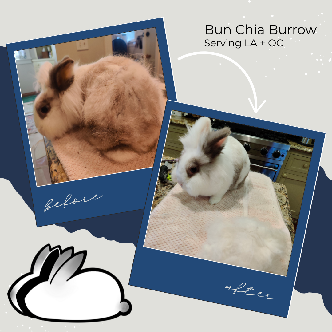 Long Hair (Lionhead) Maintenance - on an every 2 months schedule