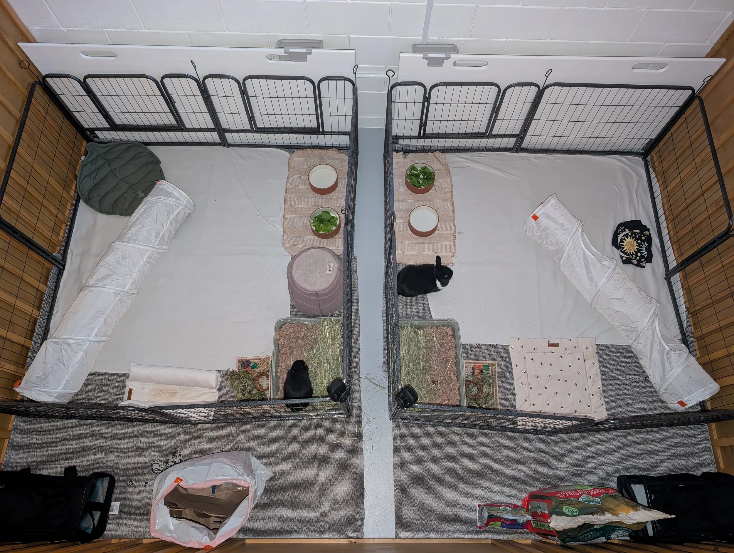 Standard Suite: Same Household (2.5 lbs rabbit vs 4 lbs rabbit)