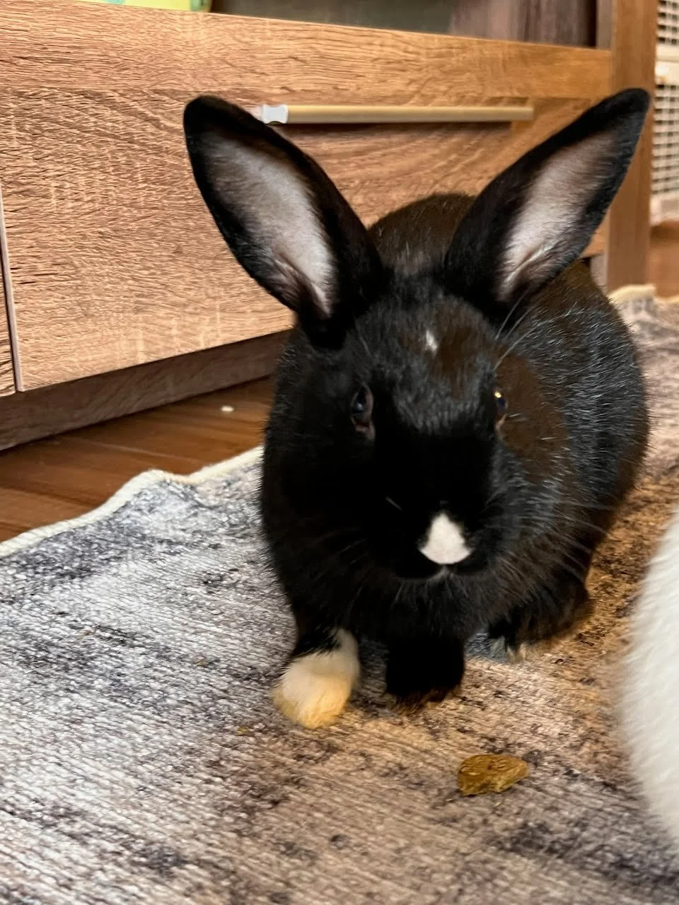 Meet Jacks!

She is Mama Stella’s twin with her white paw and nose. She was named after the white-gloved, moon walking rock star. She’s happy to join her siblings running amok, or she’ll strike a relaxed “superman” pose while the others sprint around