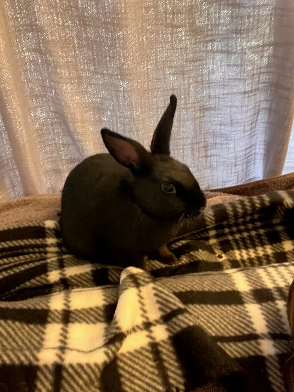 Meet Jimi!

Jimi is the biggest of the bunch and always the first to dash out when the door opens for free roam house adventures. He has a calm demeanor paired with a curious personality, making him both confident and easygoing. He is scheduled for n