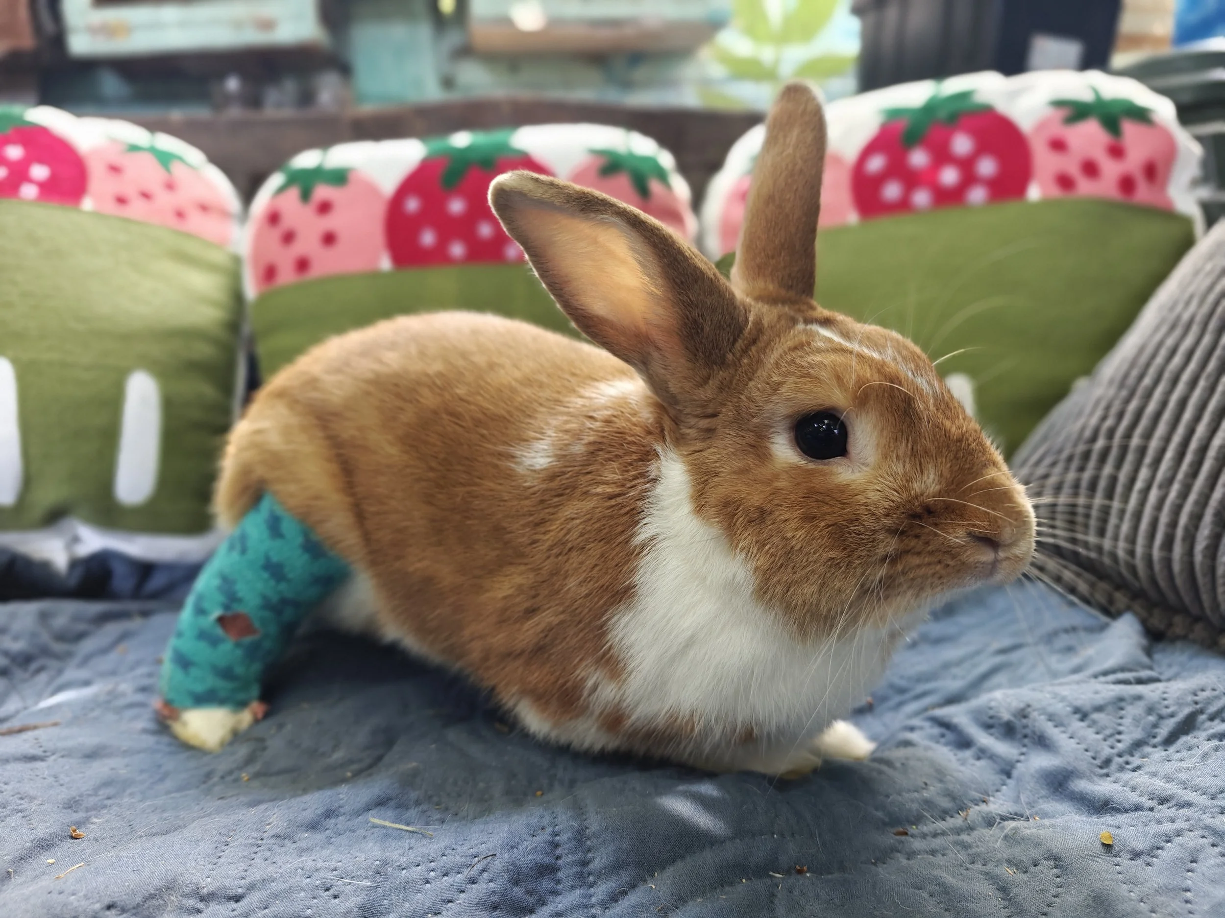 DJ Quick, a 2-year-old Rex rabbit with a healing broken ankle, available for sponsorship through Second Hop in Long Beach