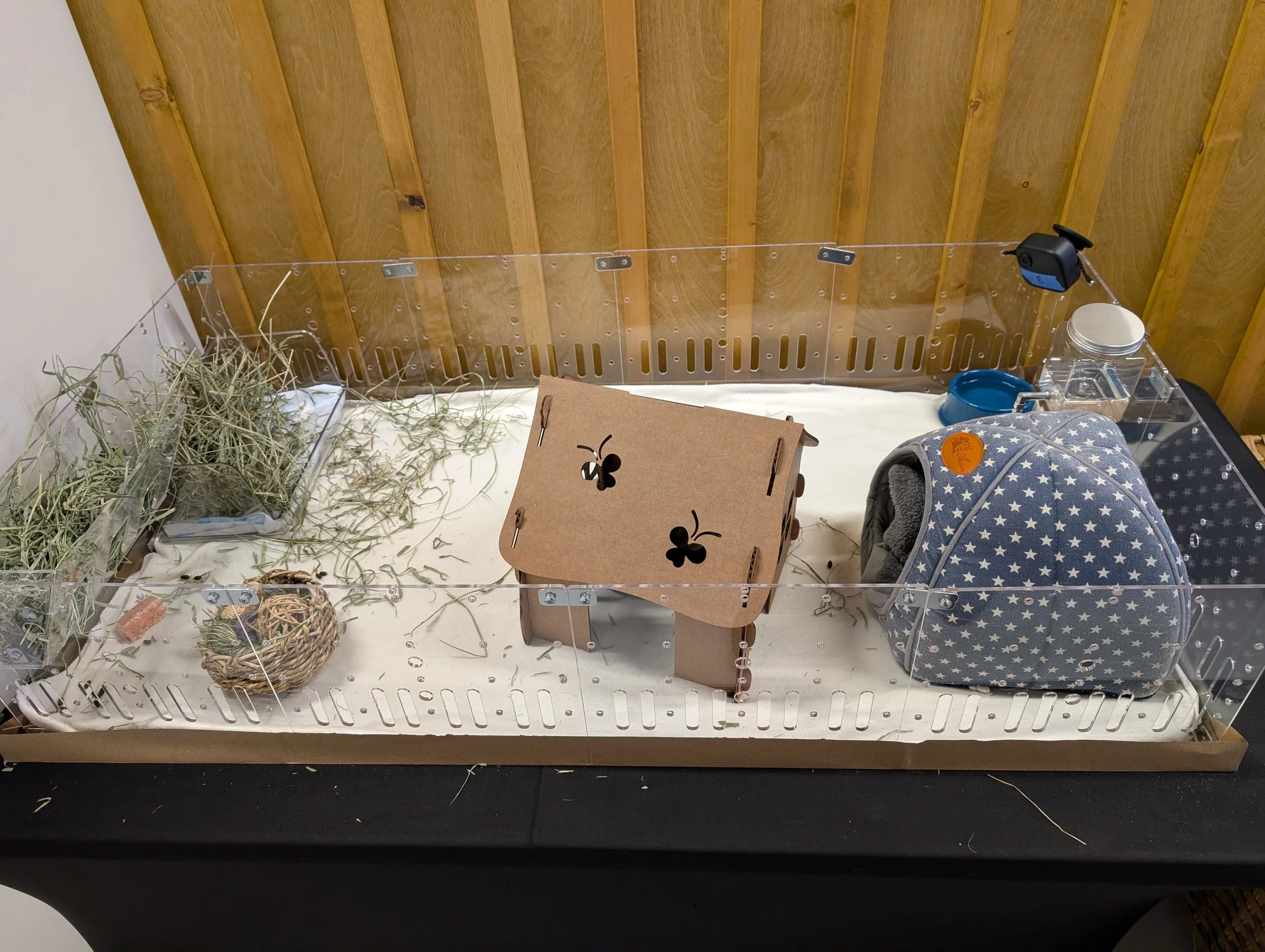 Pocket Studio: Guinea Pigs
