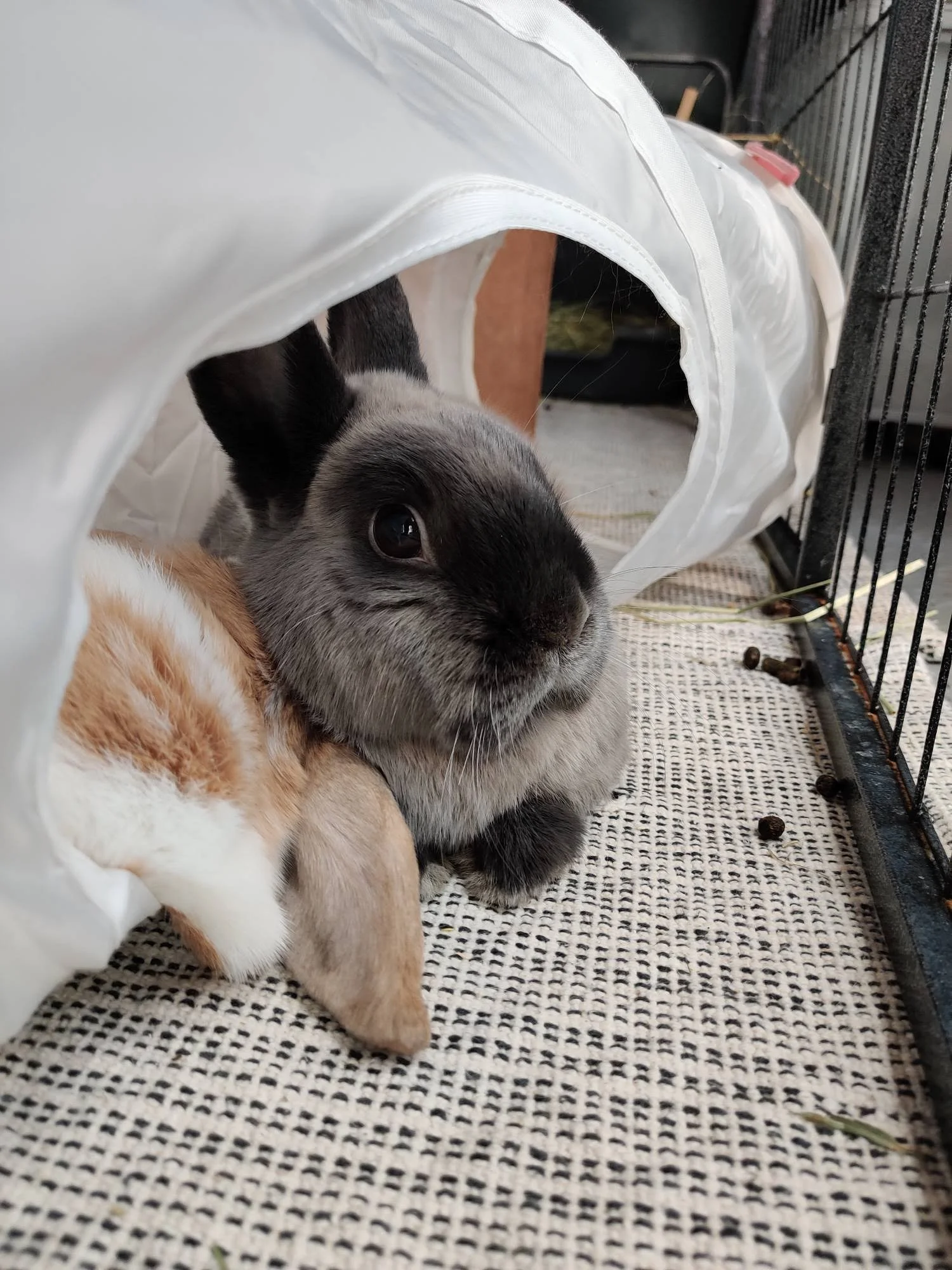 Meet Princess Leia!

Princess Leia, or Leia as we call her, is a sassy little bun. She loves to play with toys and puzzles, always loves a good chew toy, and absolutely adores boy bunnies. She isn’t a huge fan of her sister, which is why we have to r