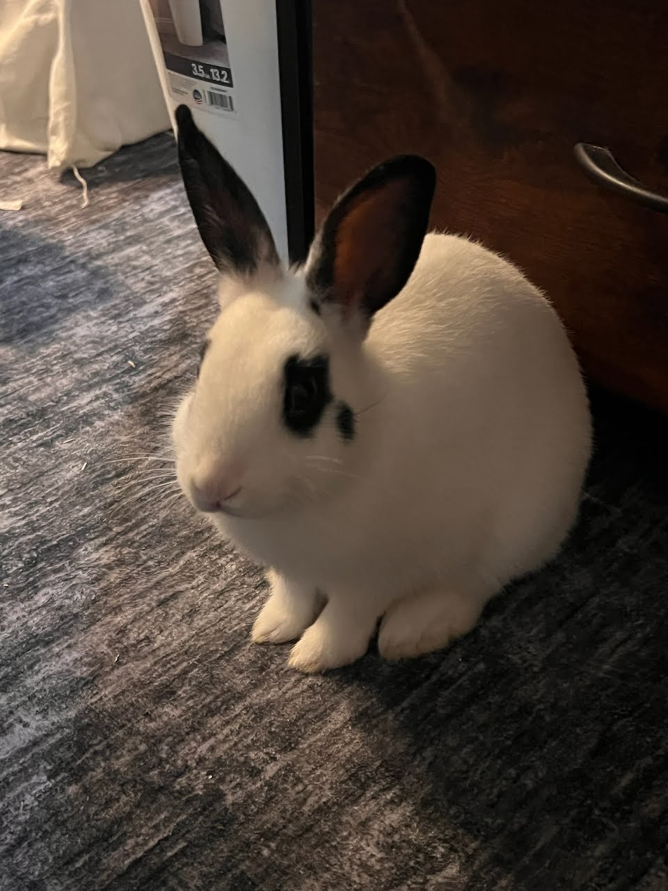 Meet Heff!

Heff is the second biggest of the group and is starting to discover her confidence as she learns to assert her place among her siblings. She’s all white with simple black spots on both sides, giving her a striking, elegant look. 

Heff ha