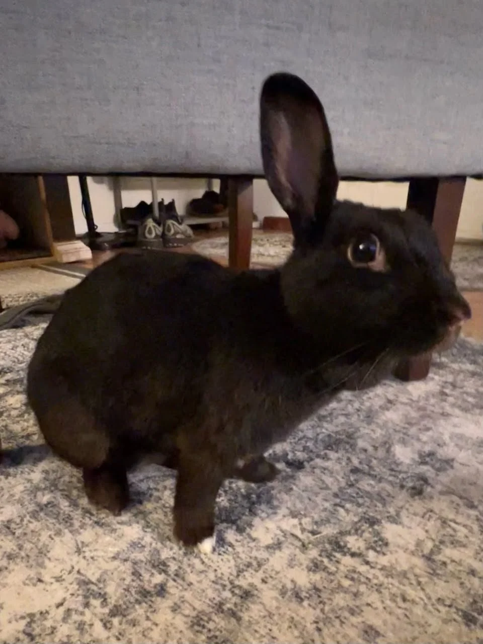 Meet Stella del Rock (rock star in Italian)!

Mama Stella has an unknown history and age. When discovered, she gave birth to and nurtured four babies—Jimi, Cooper, Heff, and Jacks—despite being severely underweight. All five remain together and close