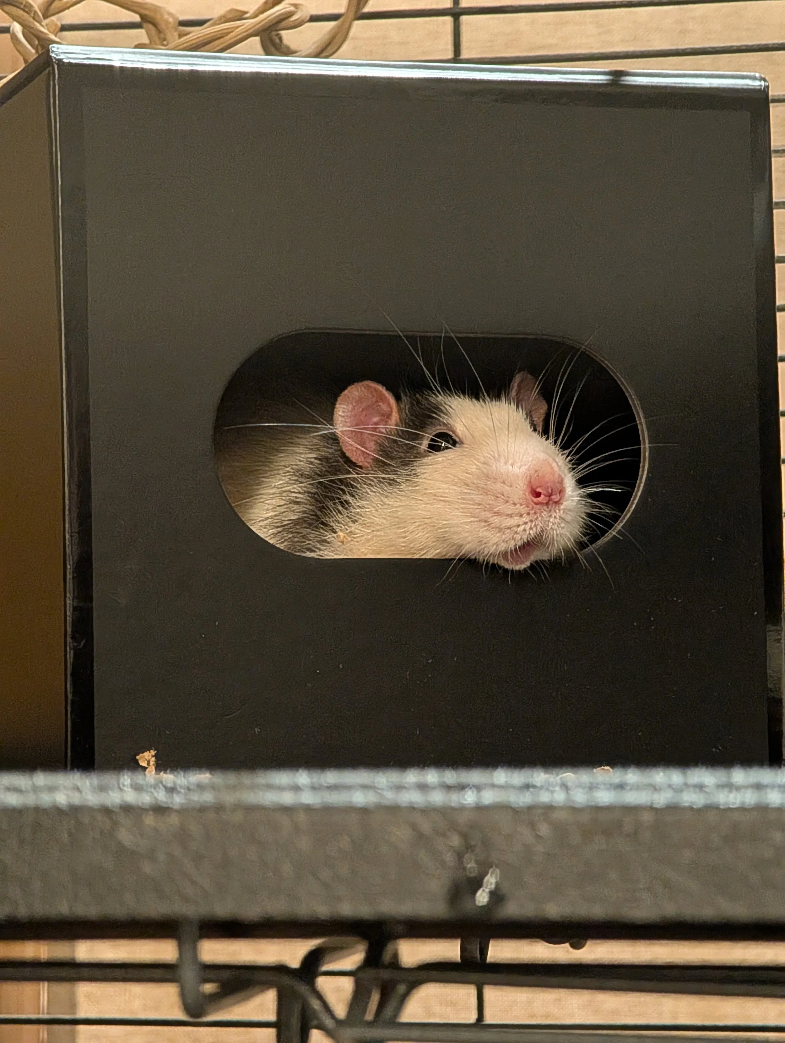 A close-up of a small animal, likely a rat, peeking out of a black enclosure with a circular opening.