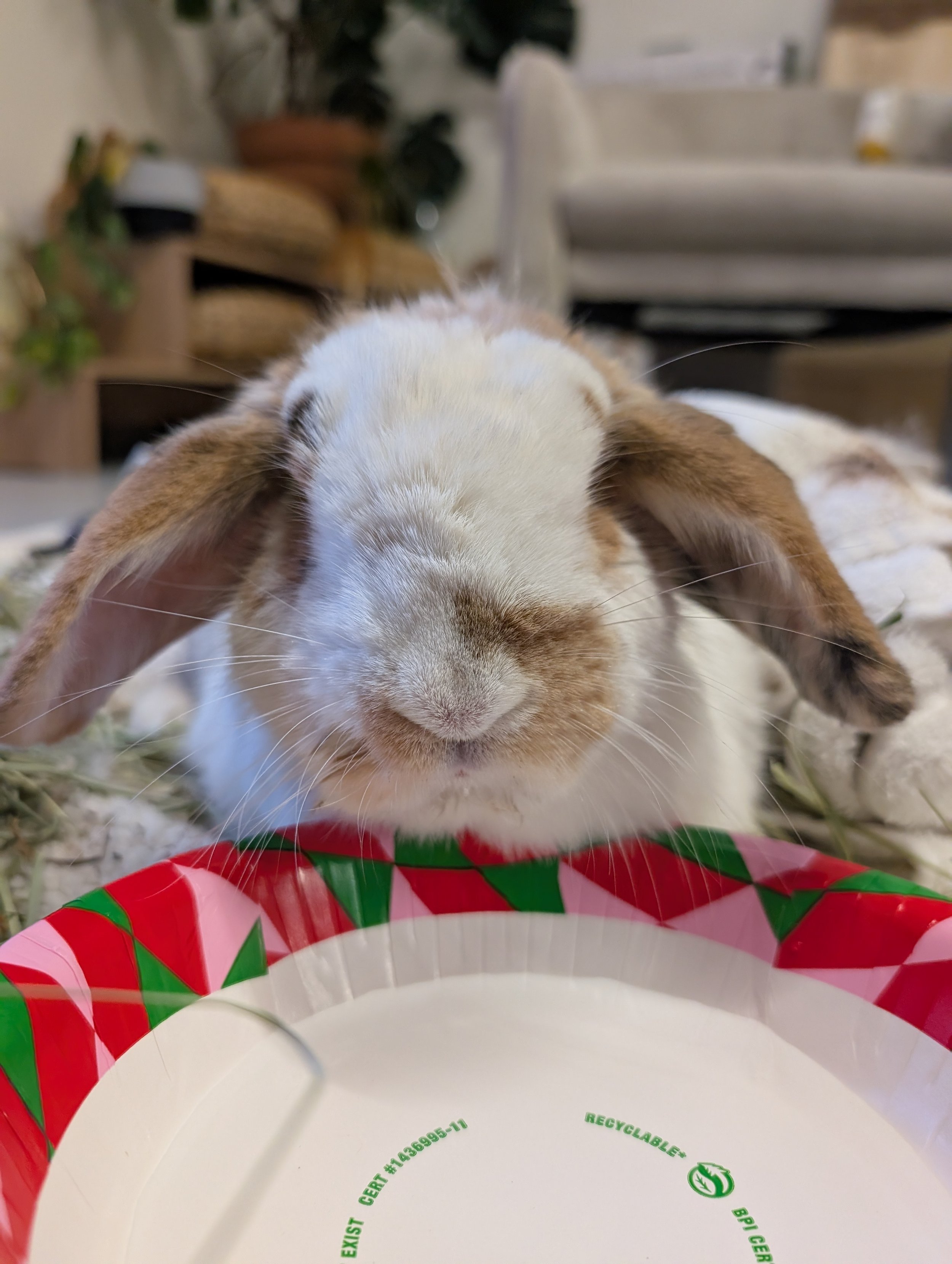 Viking, a 1-year-old Lop rabbit recovering from GI stasis and bladder sludge, available for sponsorship through Second Hop