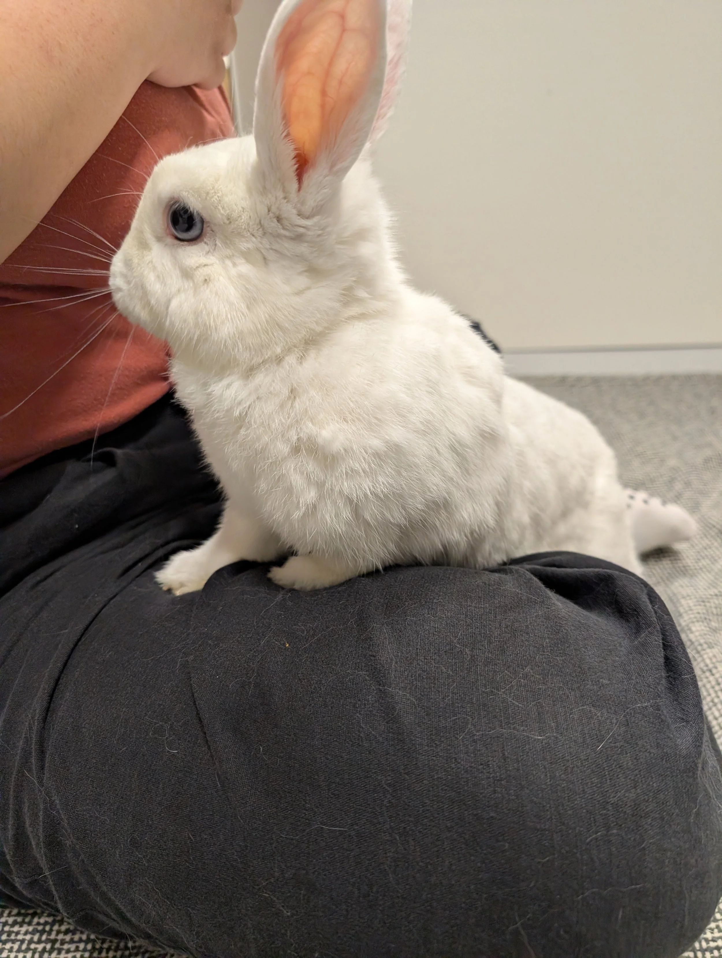 A white rabbit with blue eyes and pink inner ears sitting on a person's lap, who is wearing black pants and a salmon-colored shirt. The person is close to the rabbit's face, and the background shows a plain wall and floor.