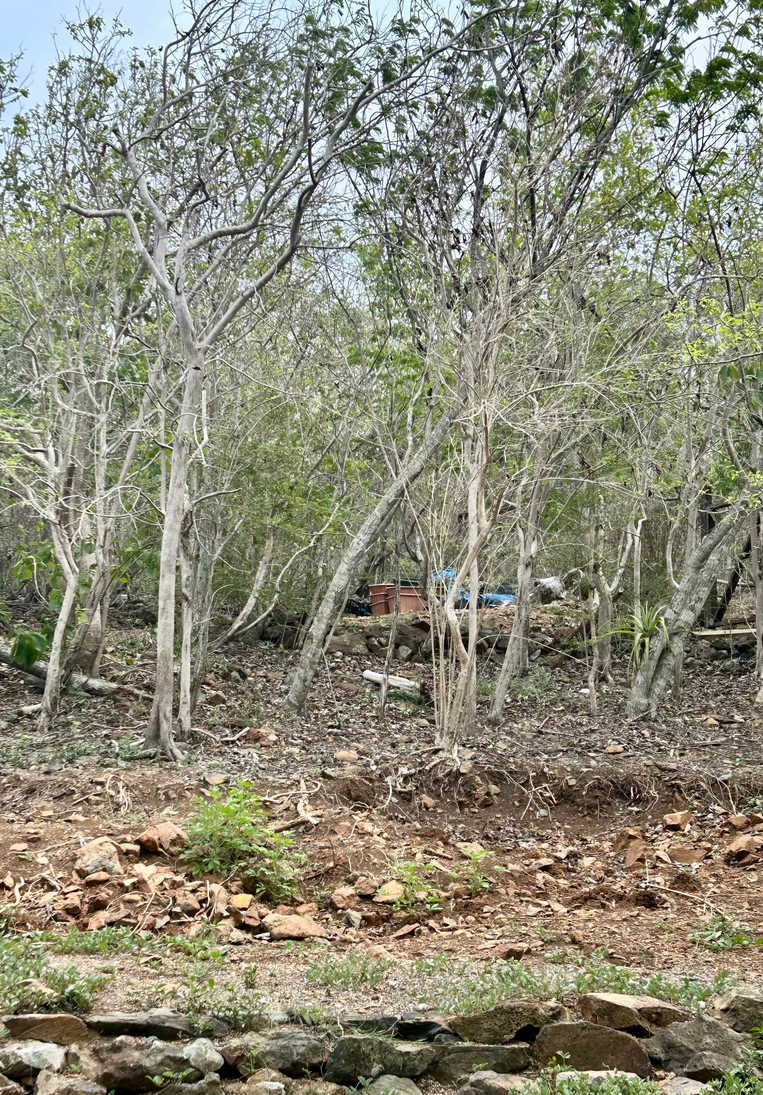 El Niño Hits St. John And The Virgin Islands