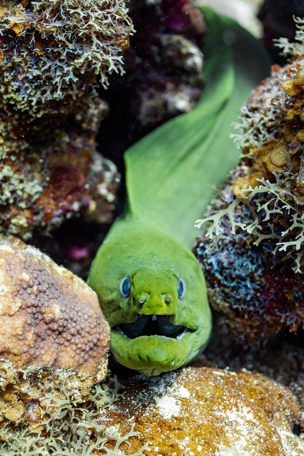 Photo: Green Moray Eel  Credit: Max Kostenblatt / Island Roots Charters