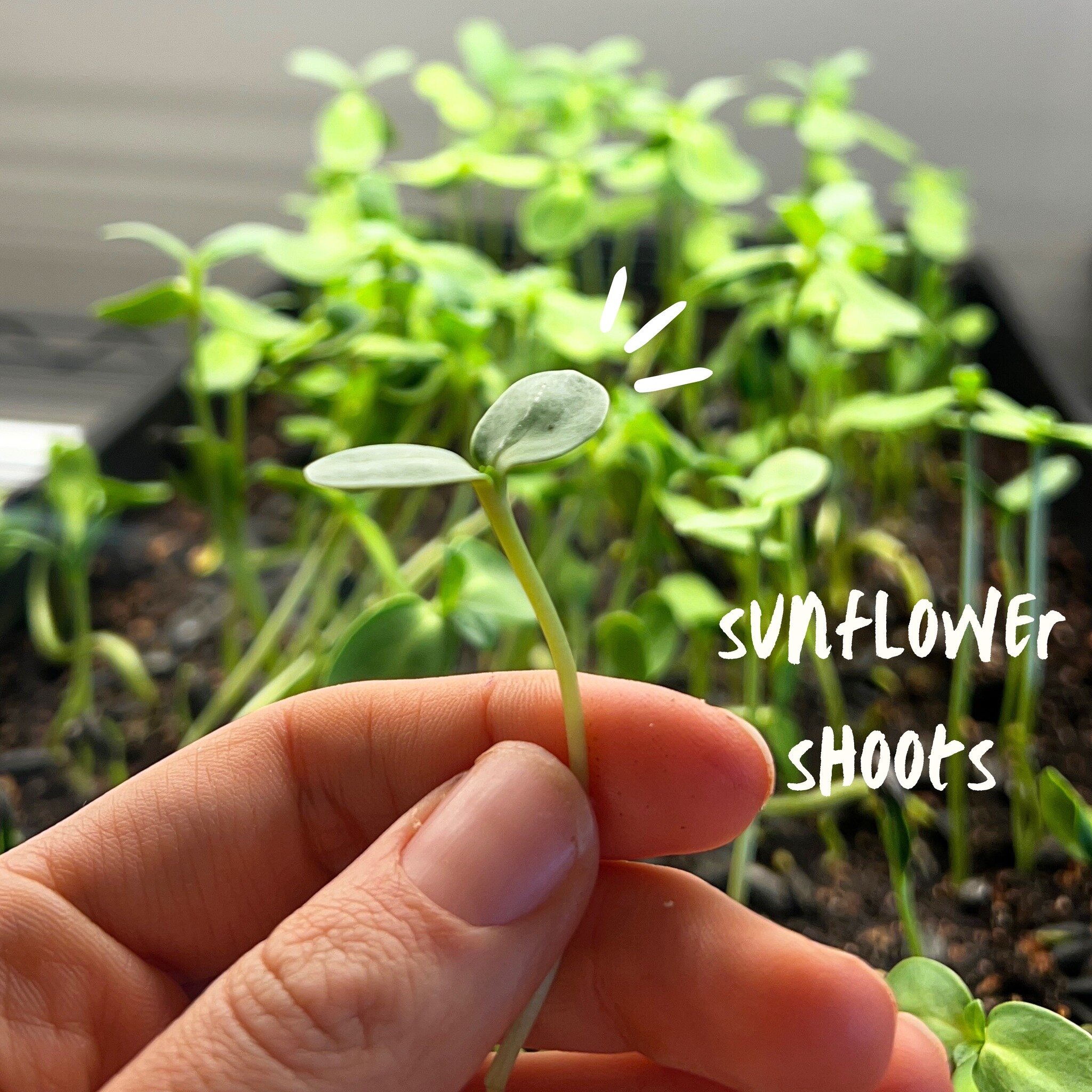 Another office favorite! 🌻 Sunflower shoots have a lovely nutty taste and crunchy texture. They&rsquo;re packed with nutrients AND protein. So easy to snack on! What&rsquo;s your go-to microgreen? 🌱 

#thepatchlondon #Idnontario #Idn #donations #fo