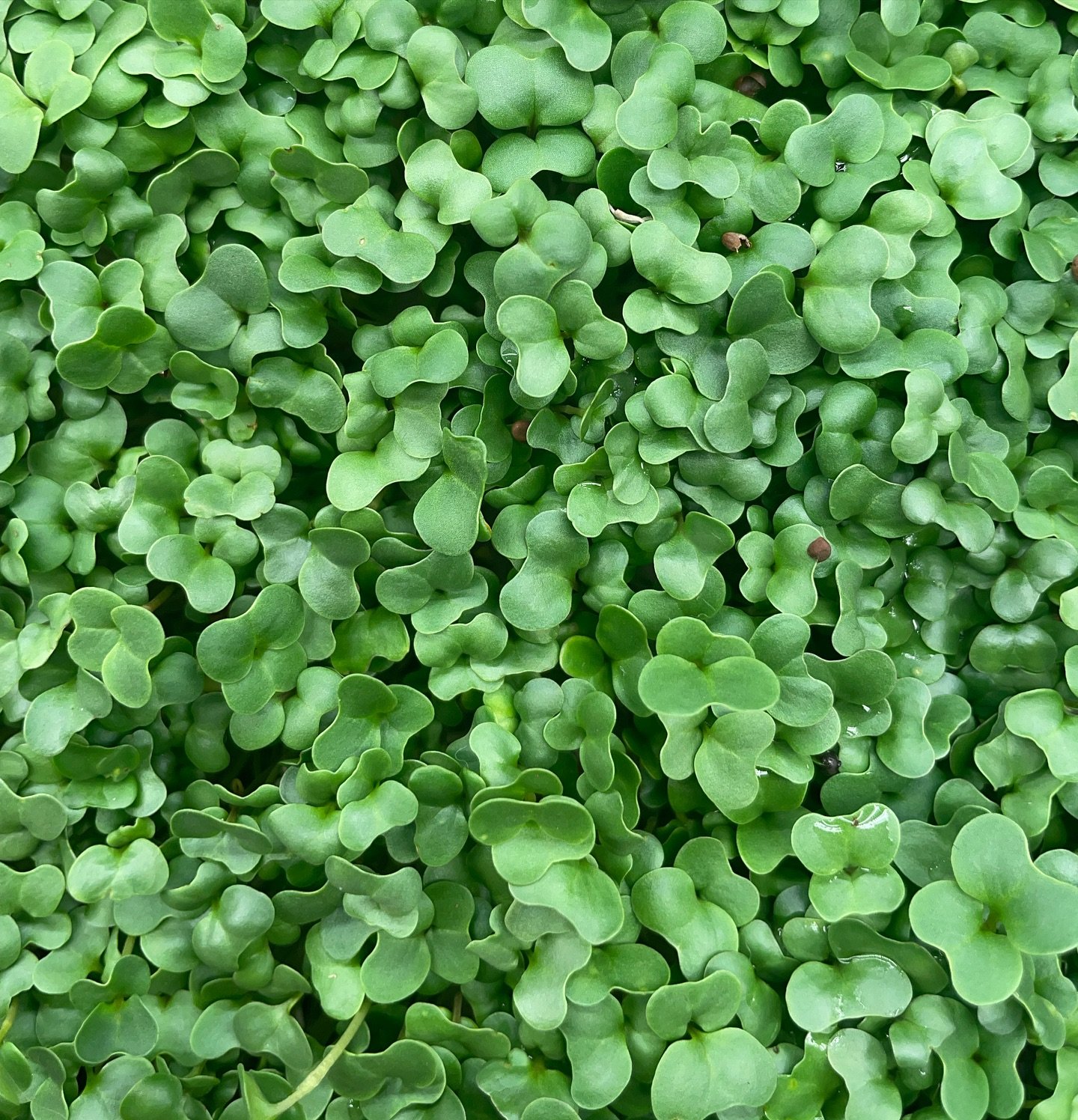 Broccoli Microgreens 🥦 

5 reasons we love to grow microgreens &hellip;

Nutrient Density: 
Microgreens are a powerhouse of nutrients, boasting higher levels of vitamins, minerals, and antioxidants than their mature counterparts.

Quick Growth: 
One