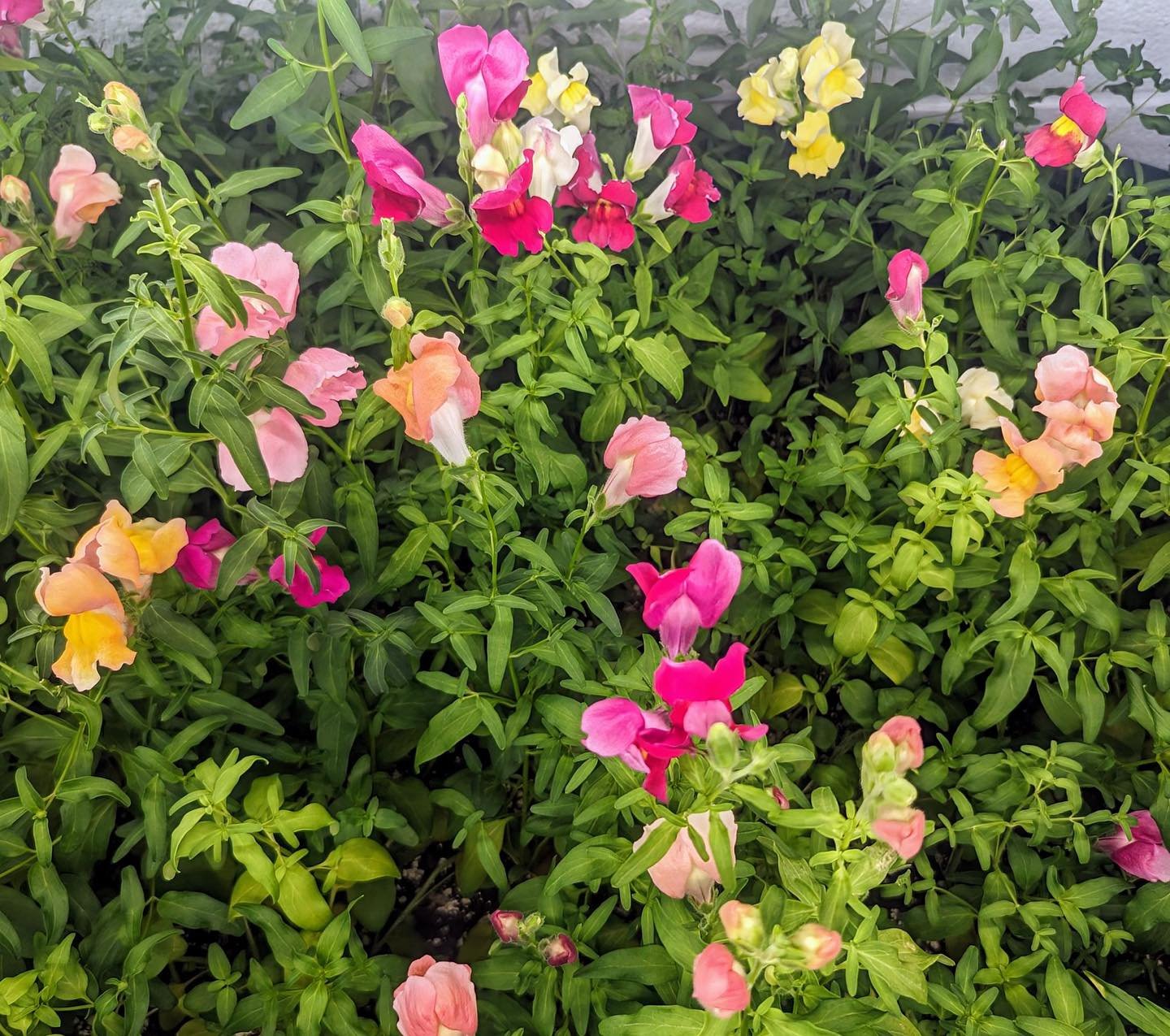 We&rsquo;re growing Dwarf Snap Dragons!! Another gorgeous, colourful addition to our space. This Edible Flower is not only a visual masterpiece but contains various antioxidants, including flavonoids and phenolic compounds. These antioxidants help pr