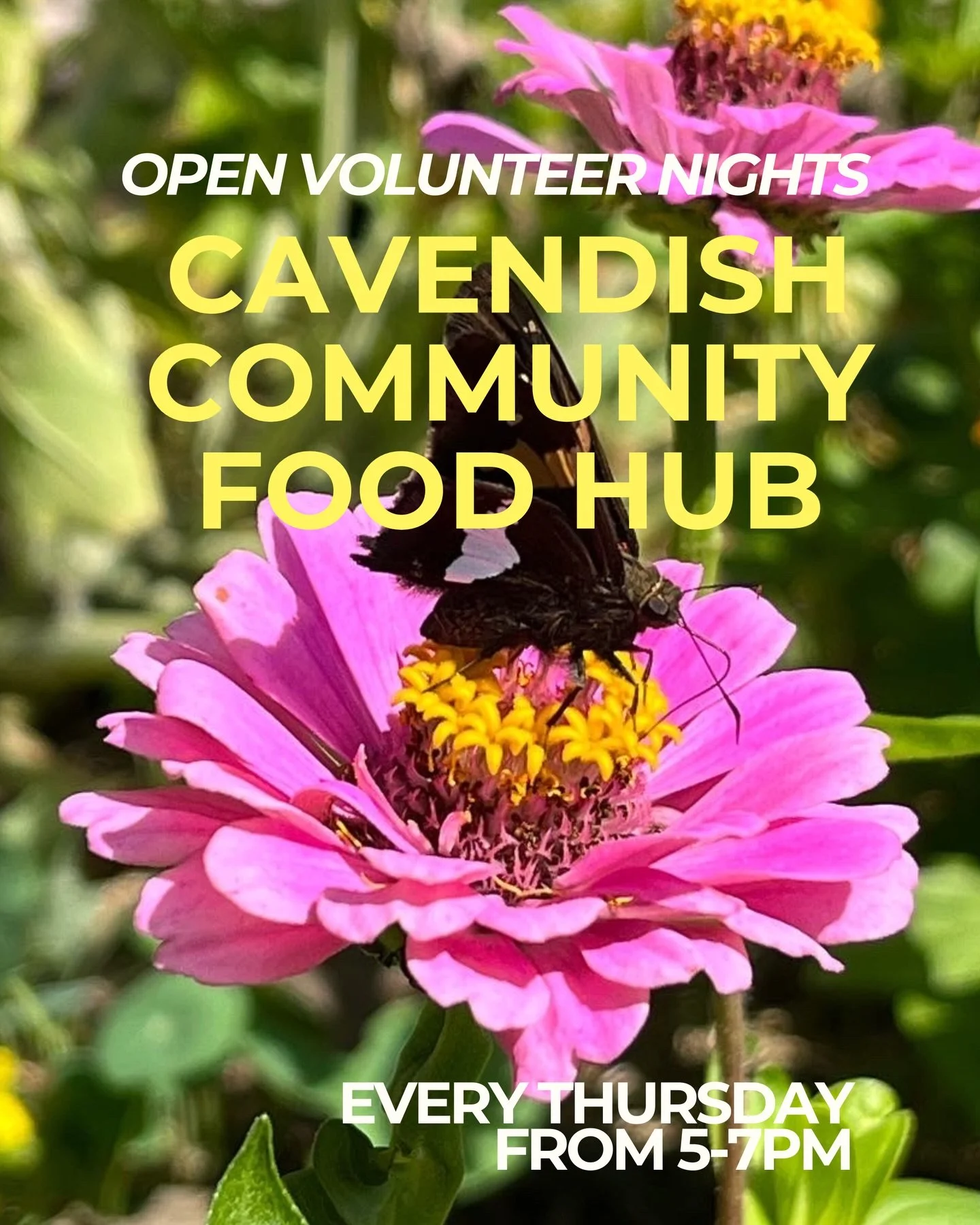 Cavendish Community Food Hub is back in action and we&rsquo;re so excited to welcome everyone back for another season of growing 🌷🌽🍅🫜🥬🥕🐝

Join us starting this Thursday from 5&ndash;7pm for our Open Volunteer Nights. Whether you&rsquo;re into 