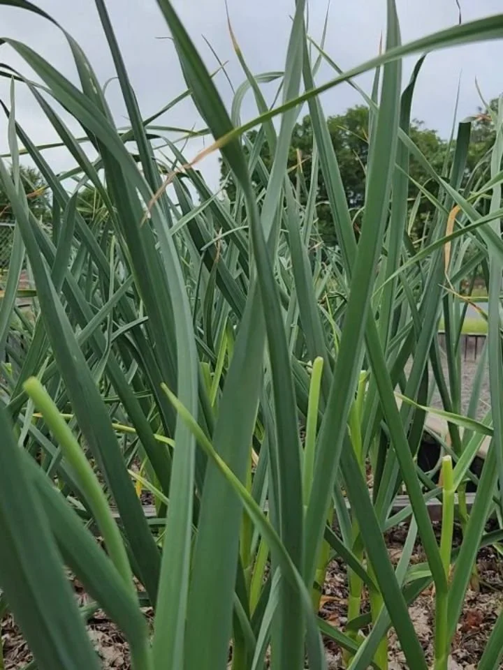 🌱 Volunteer Night at The Patch 🌱

Looking for a way to get your hands dirty, meet great people, and help grow local food? Join us every Thursday from 5:00 PM to 7:00 PM at the Cavendish Community Food Hub!

This week we're tackling all kinds of rew