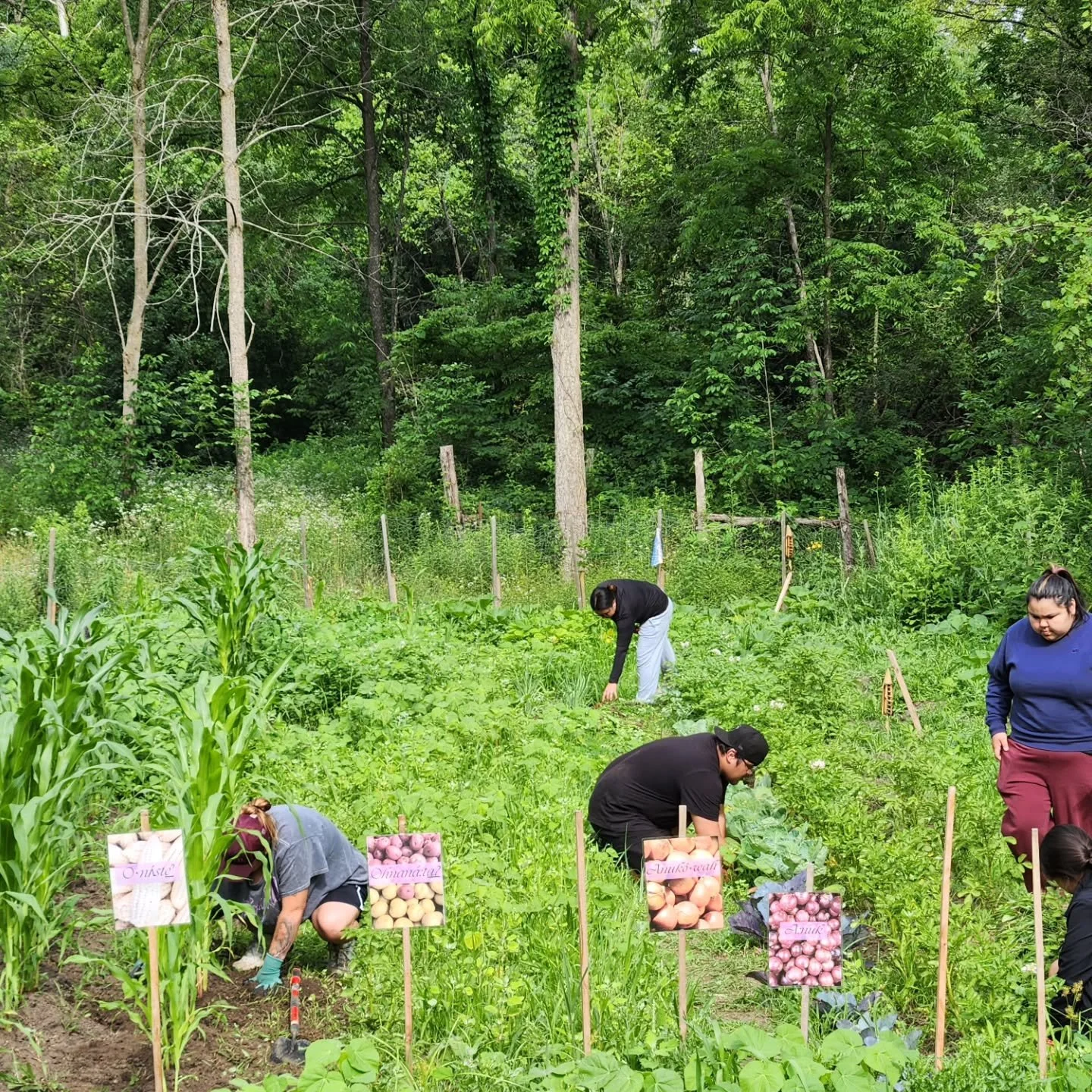 The Patch recently partnered with 13 Moons Land Based Learning on the Oneida Nation of the Thames, and it's exciting to see the progress already being made.

We're supporting land-based cooking, gardening, and growing. The gardens and outdoor kitchen