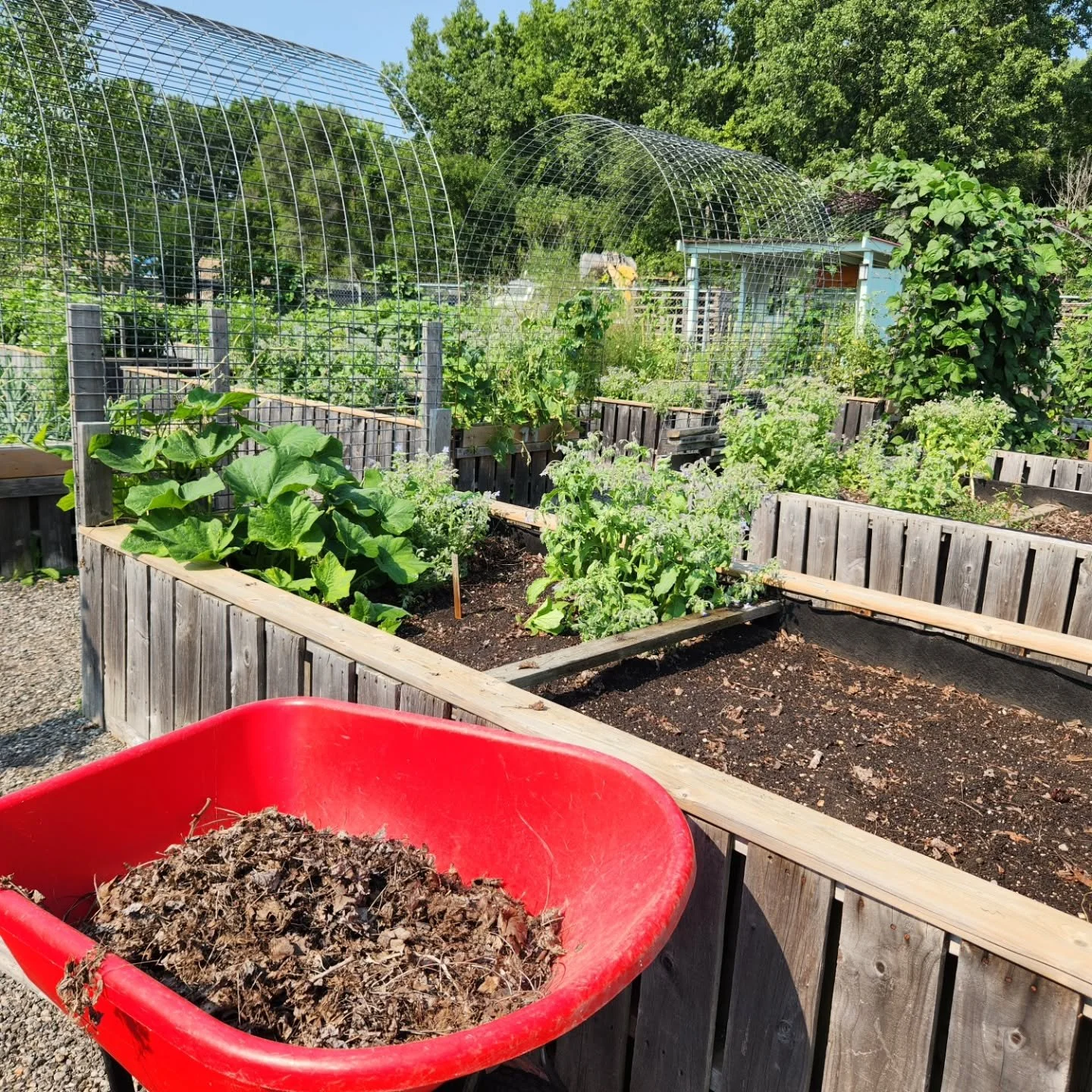 Friday in August at the Cavendish Community Food Hub!

It was a busy one in the garden today. We harvested tomatoes, peppers, onions, okra, beans, squash and cucumbers, while also planting more lettuce, turnips and radishes.

There was plenty of weed