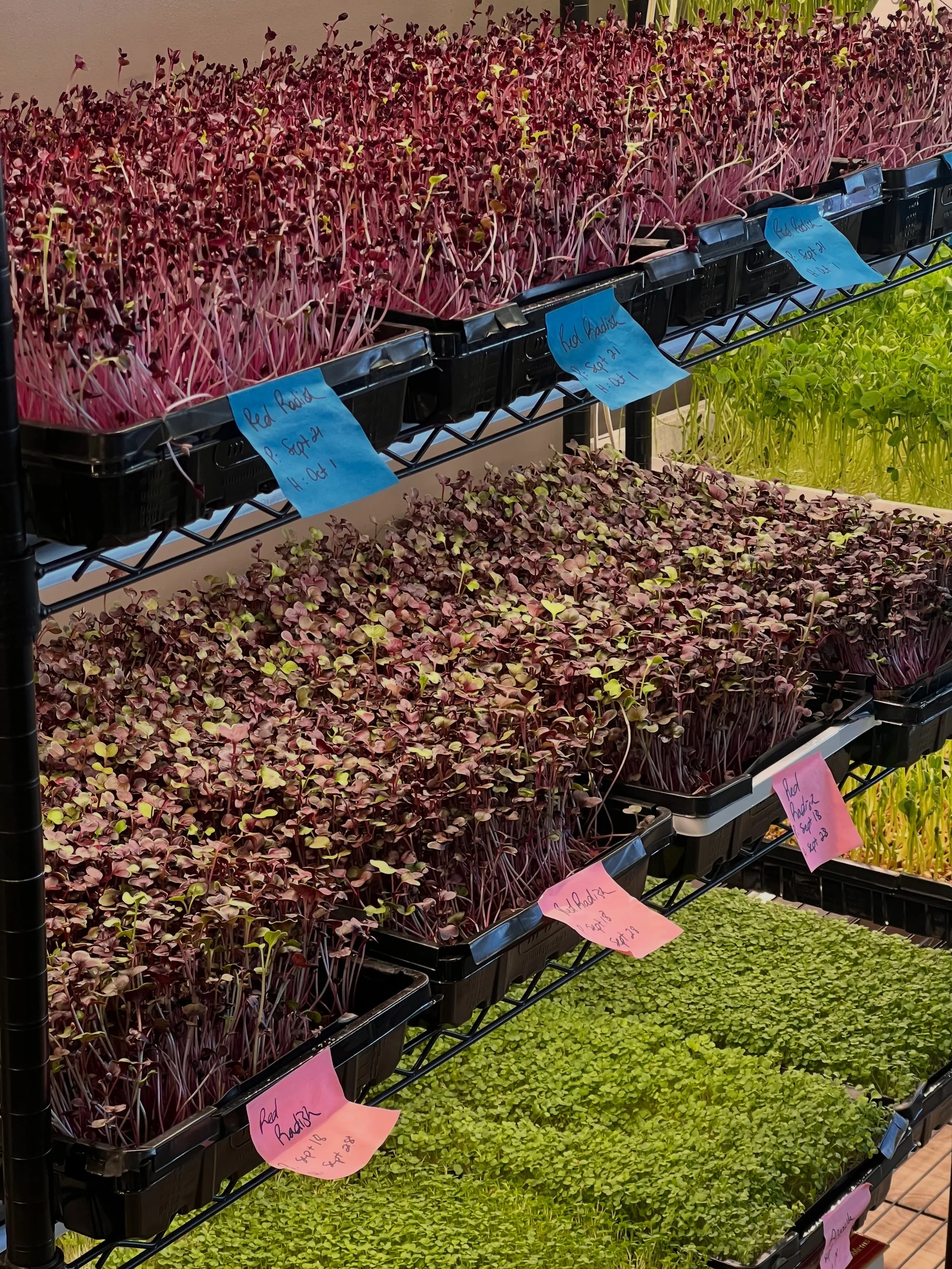 We&rsquo;ve been teaching our new students how to grow microgreens for the last few weeks&hellip;🌱
&bull; How to plant
&bull; How to harvest 
&bull; How to water &amp; basic plant care 
&bull; How to plant &amp; care for many varieties at once. 
&bu
