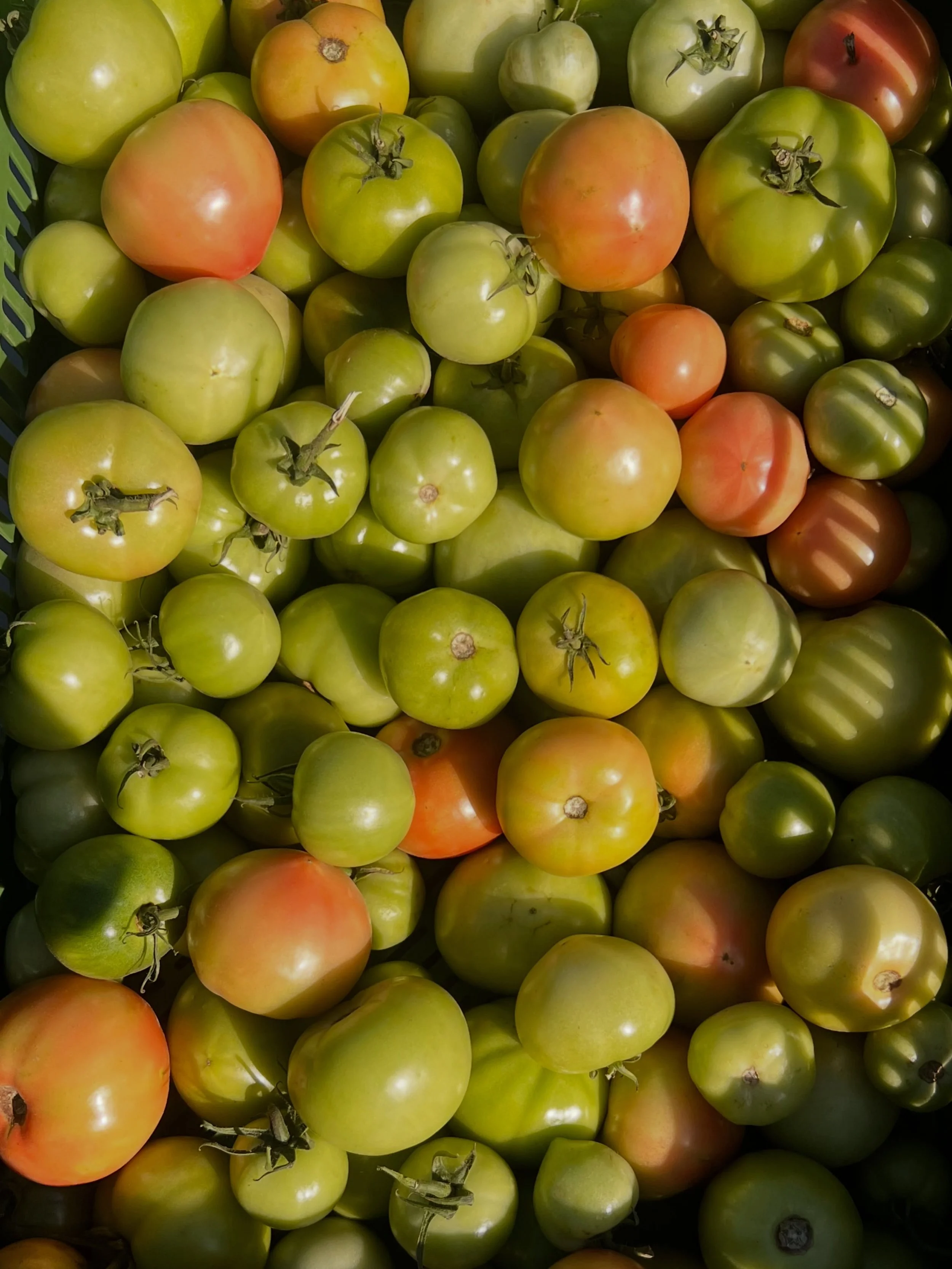 We couldn&rsquo;t get over these incredible green &amp; red tomatoes from @urbanrootslondon 
Featured at our FREE produce market this afternoon&hellip;🍅🍅🍅

We feel so proud to be able to collaborate with farms like @urbanrootslondon to help bring 