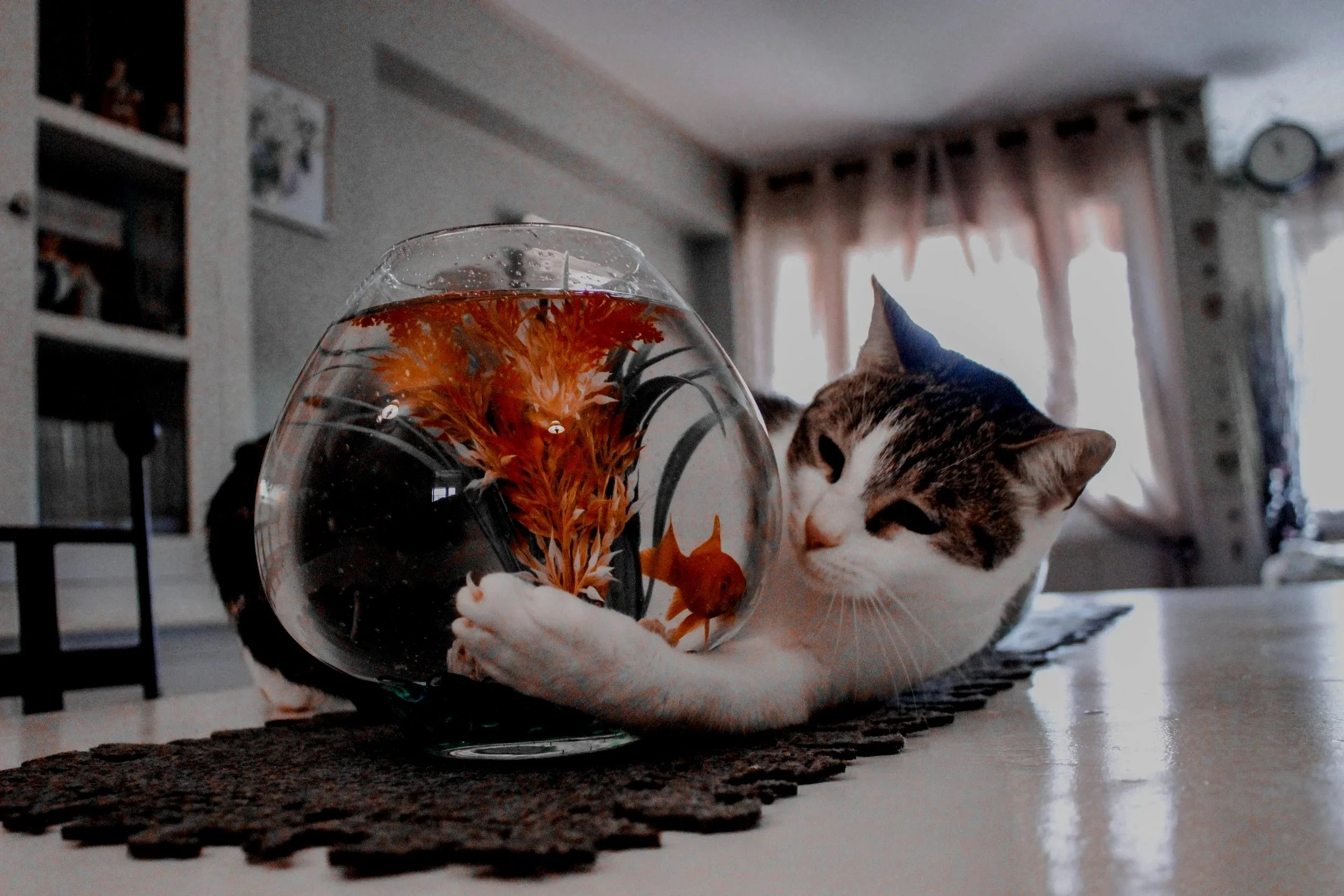 Cat touching a round fishbowl with orange fish