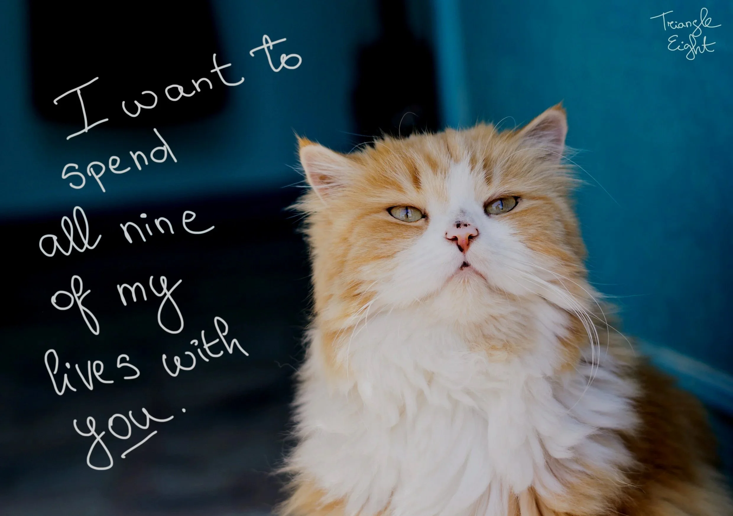 A very wise cat wants to have his own home
