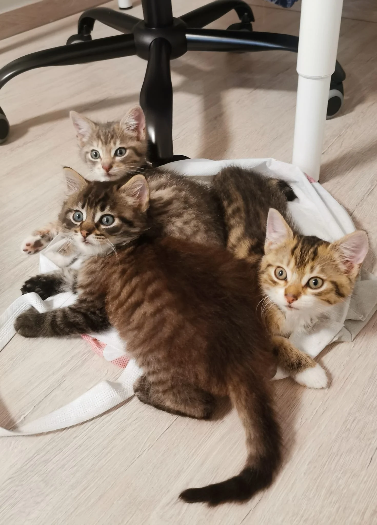 Three kittens sitting inside a white bag on floor