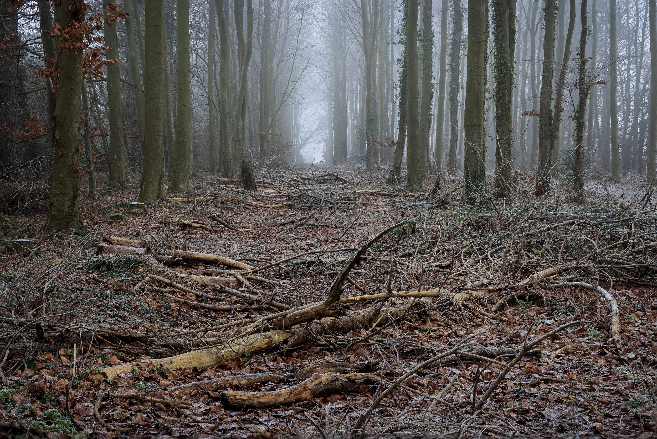 Tree colonnade_1d.jpg