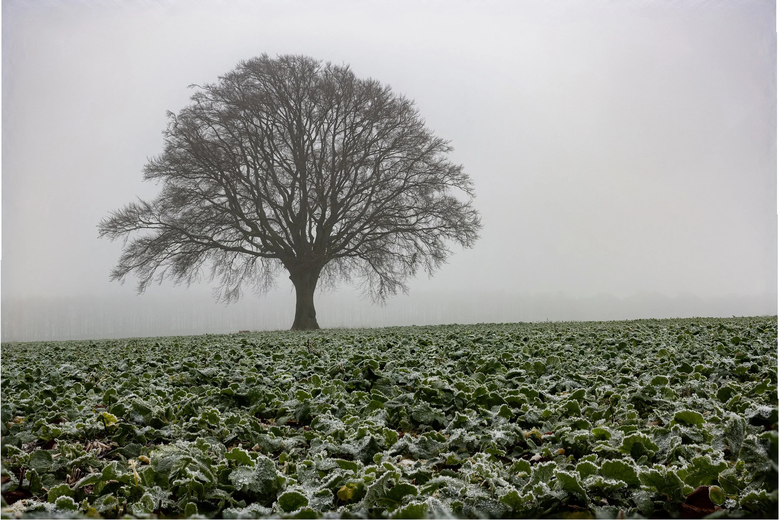 Single tree in green field and mist.jpg