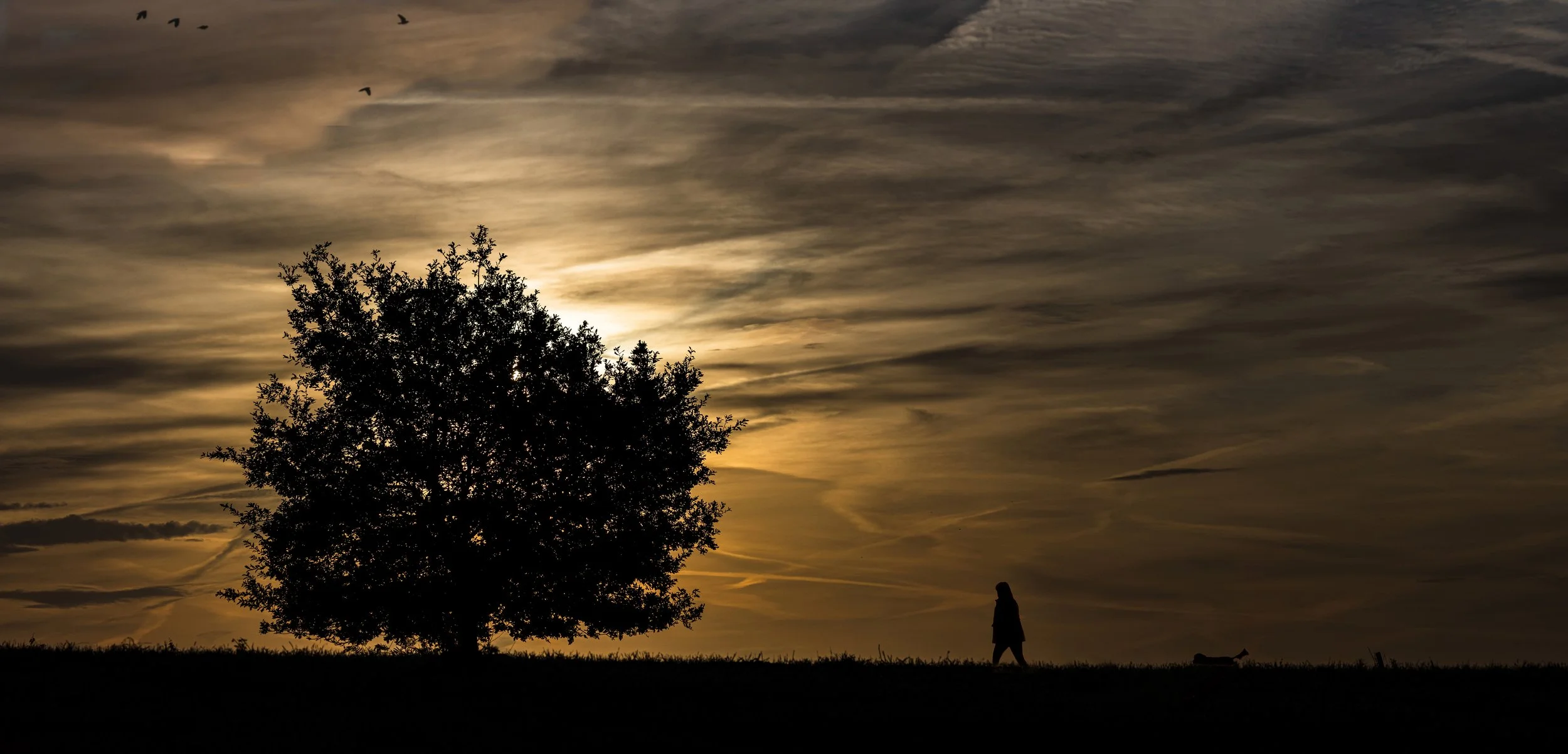 Tree panorama 101021c.jpg