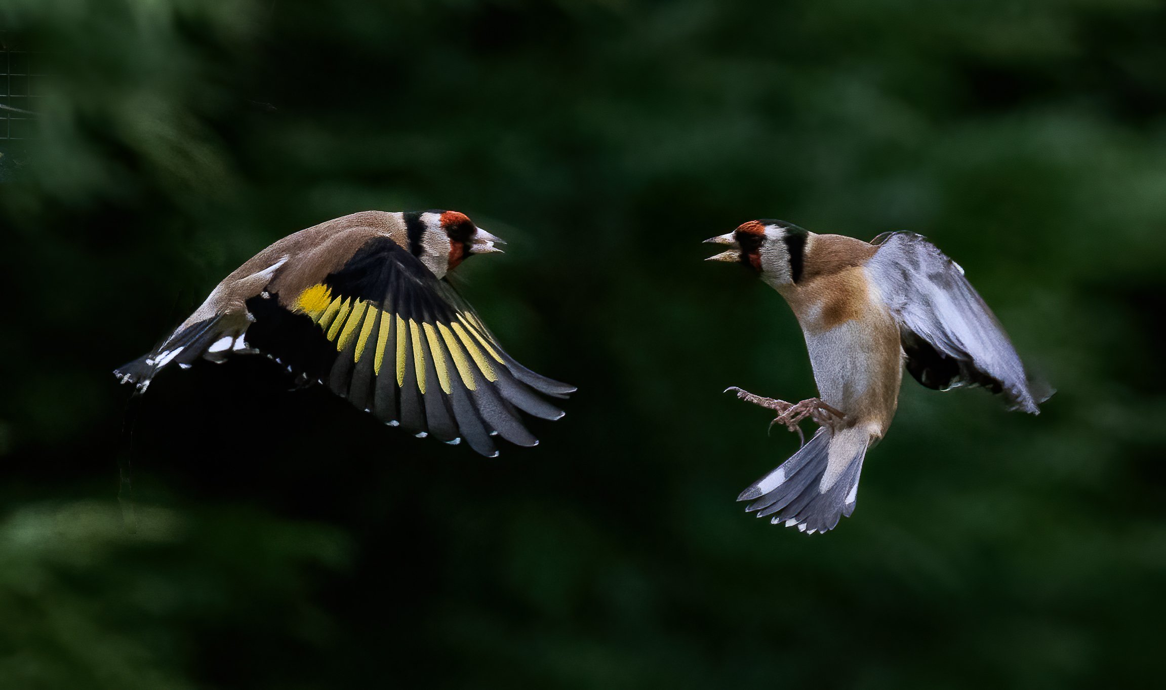 goldfinches1, 210221.jpg