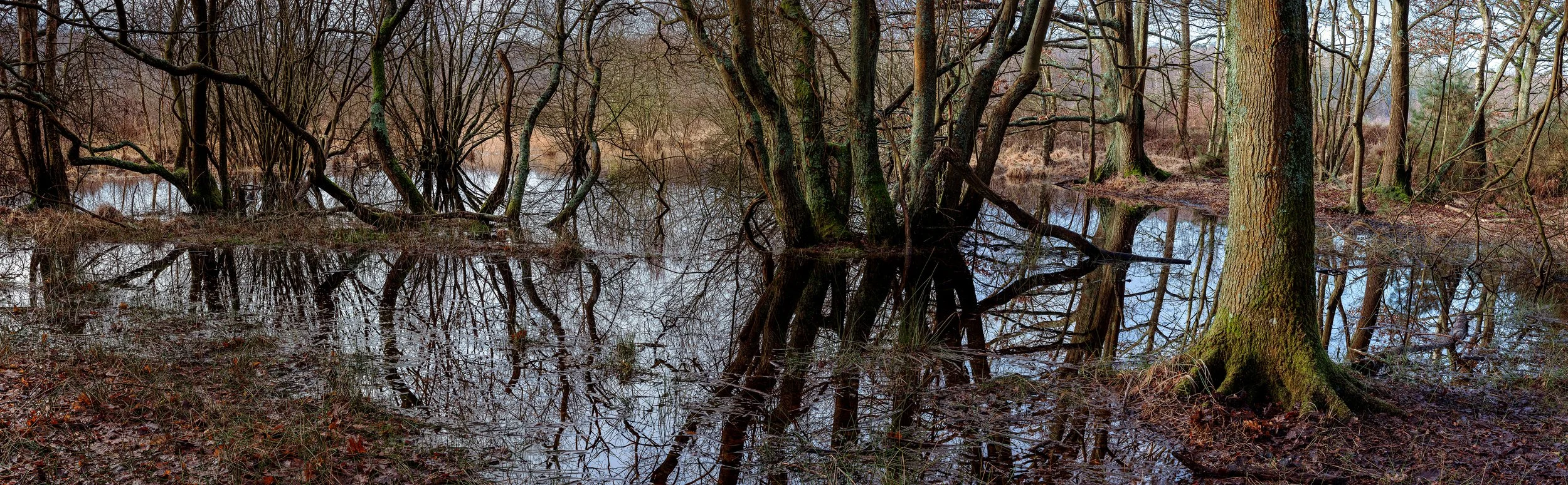 Treepond UB Panorama.jpg