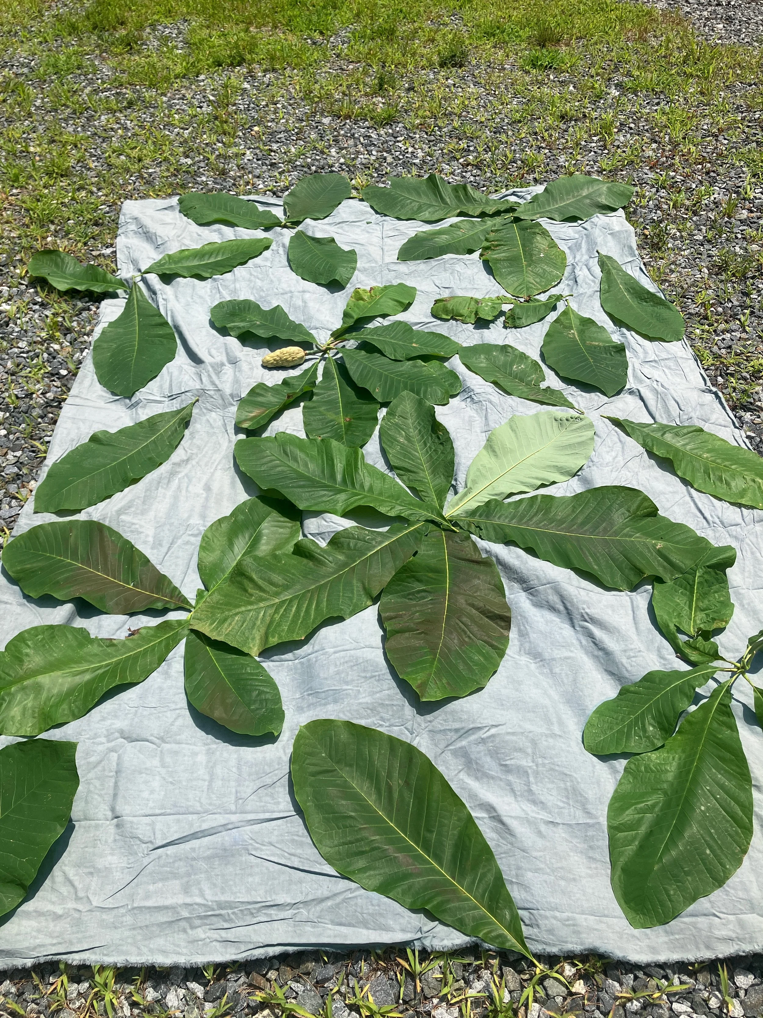 Cyanotype in progress