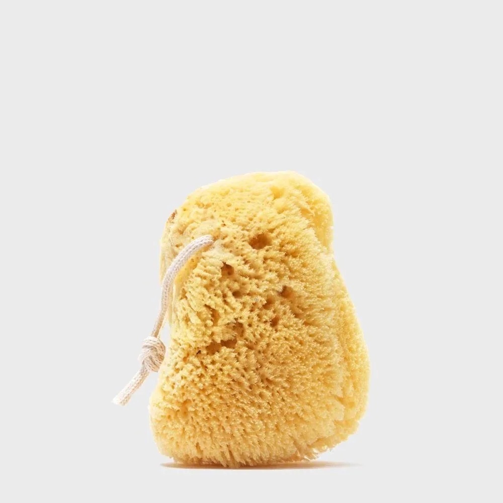 SEA SPONGE