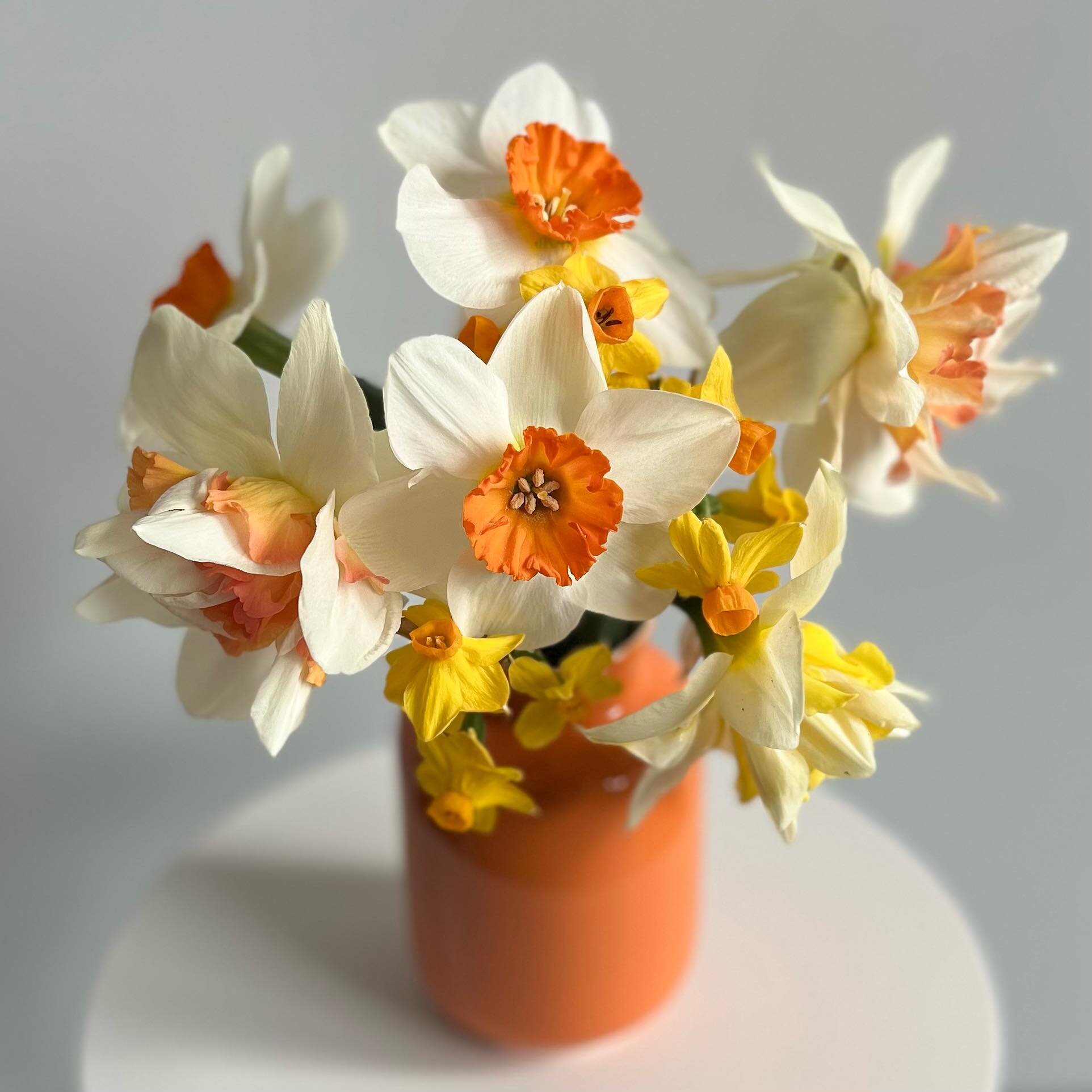 A French Language of Flowers postcard attributes the Narcisse with &ldquo;Esperance&rdquo; &ndash; &ldquo;Hope&rdquo;. I love them! They come in so many shapes, sizes and colors. They are cheerful, fun, delicate and sweet all at once.  Fleurs subscri