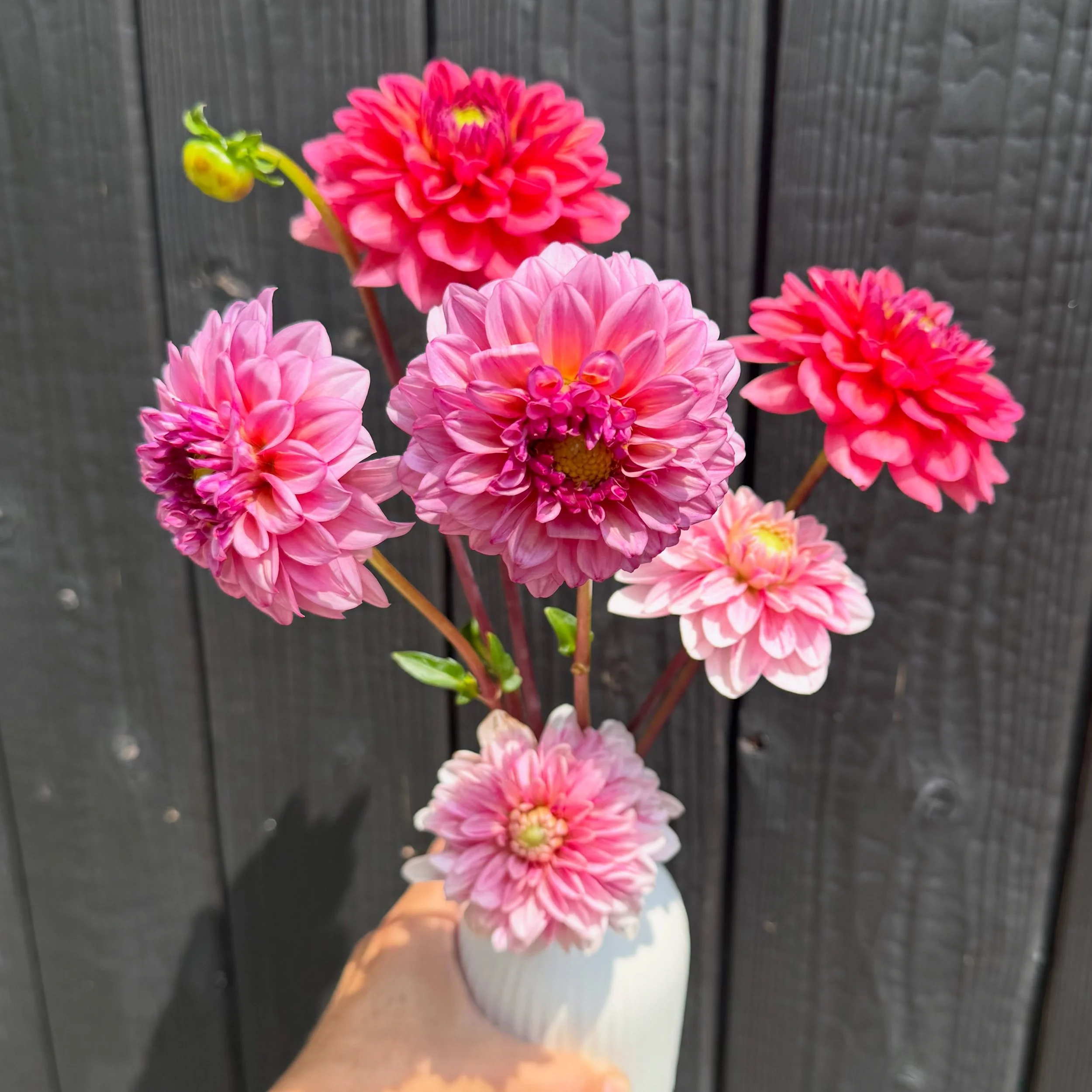 Aren&rsquo;t they gorgeous? Cannot wait to meet all the dahlias colors in my garden 🌸
#westchesterflorist
#rivertownsny 
#sustainablefloristry
#summerflowers