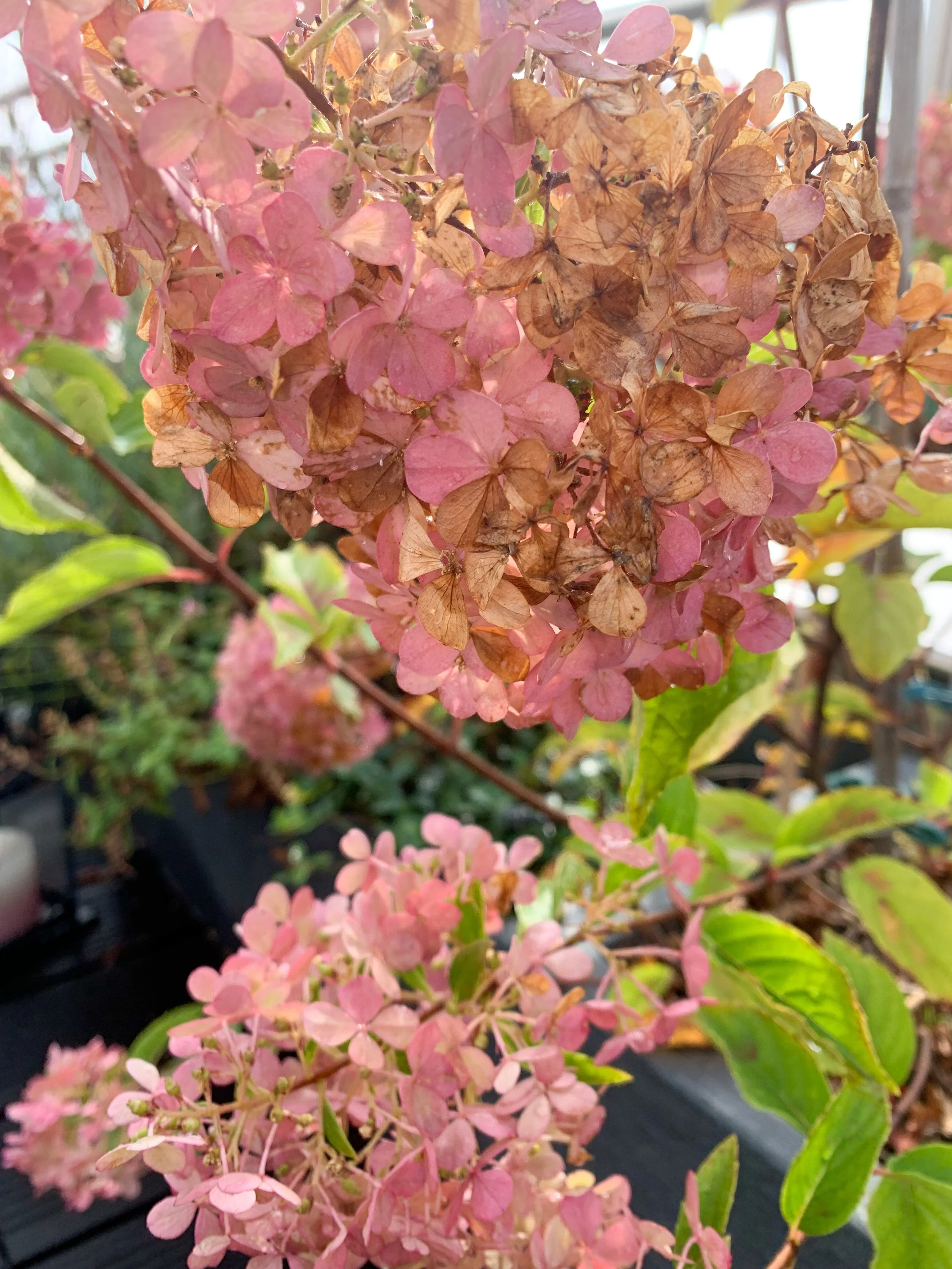 Hortensien im Herbst.JPG