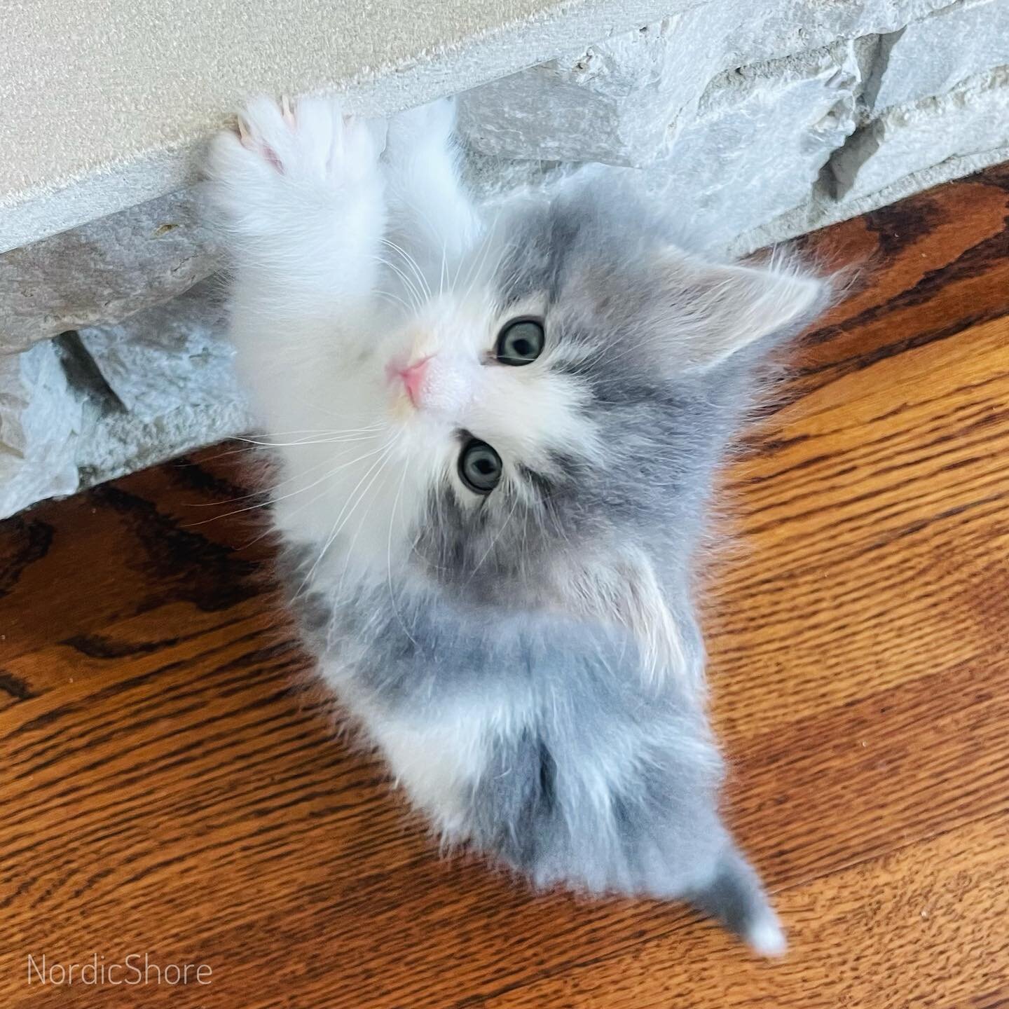 Rock climbing this morning 💕🐾💕🐾
.
.
.
#Norwegianforestcats #norwegianforestcat #norwegianforestkittens #norwegianforestkitten