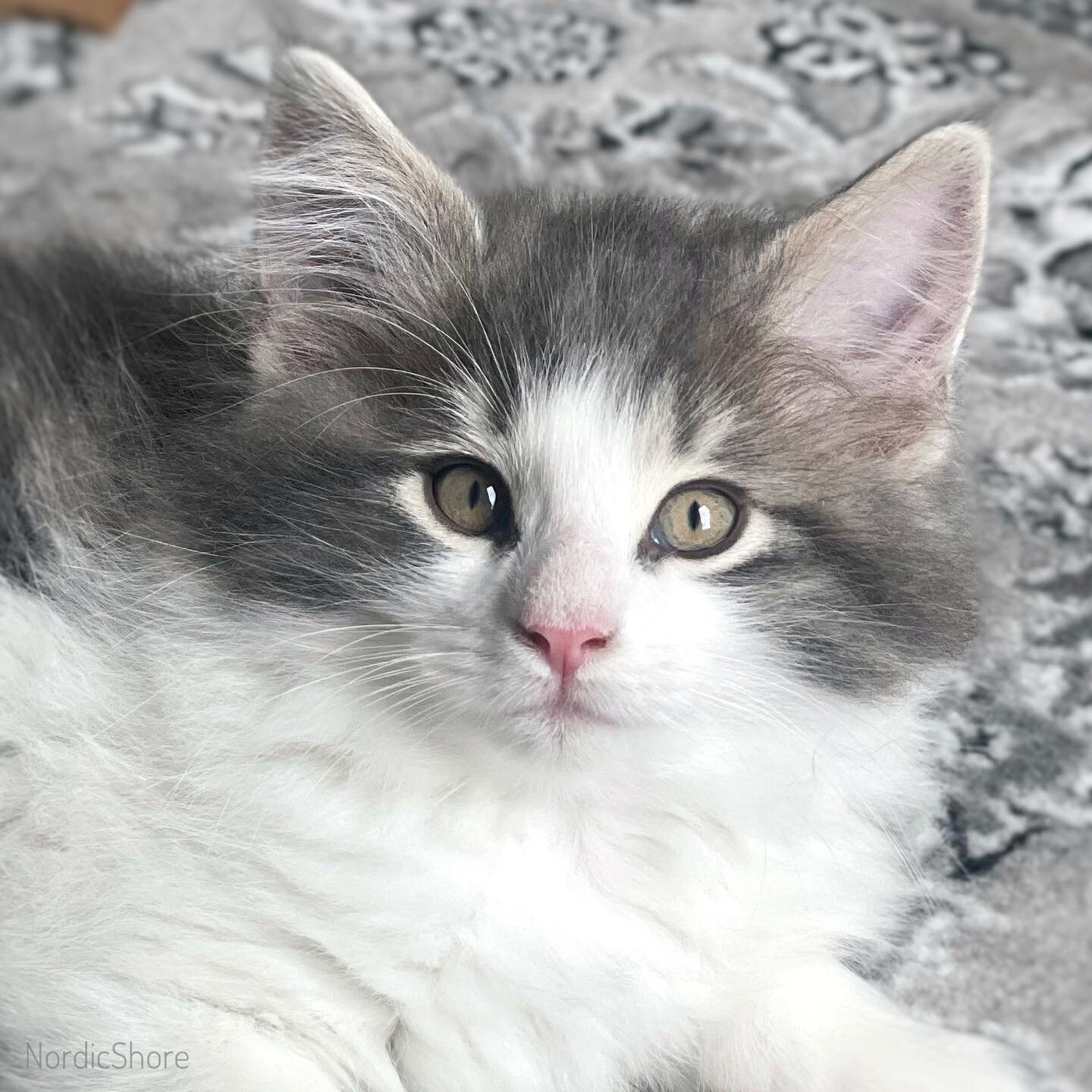 Svend, what a sweetly serious look! 💕🐾💕🐾
.
.
#Norwegianforestcats #norwegianforestcat #norwegianforestkittens #norwegianforestkitten