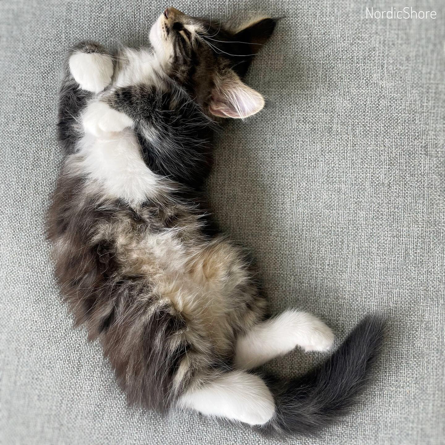 Peaceful kitten snoozes 💕🐾💕🐾
.
.
#Norwegianforestcats #norwegianforestcat #norwegianforestkittens #norwegianforestkitten