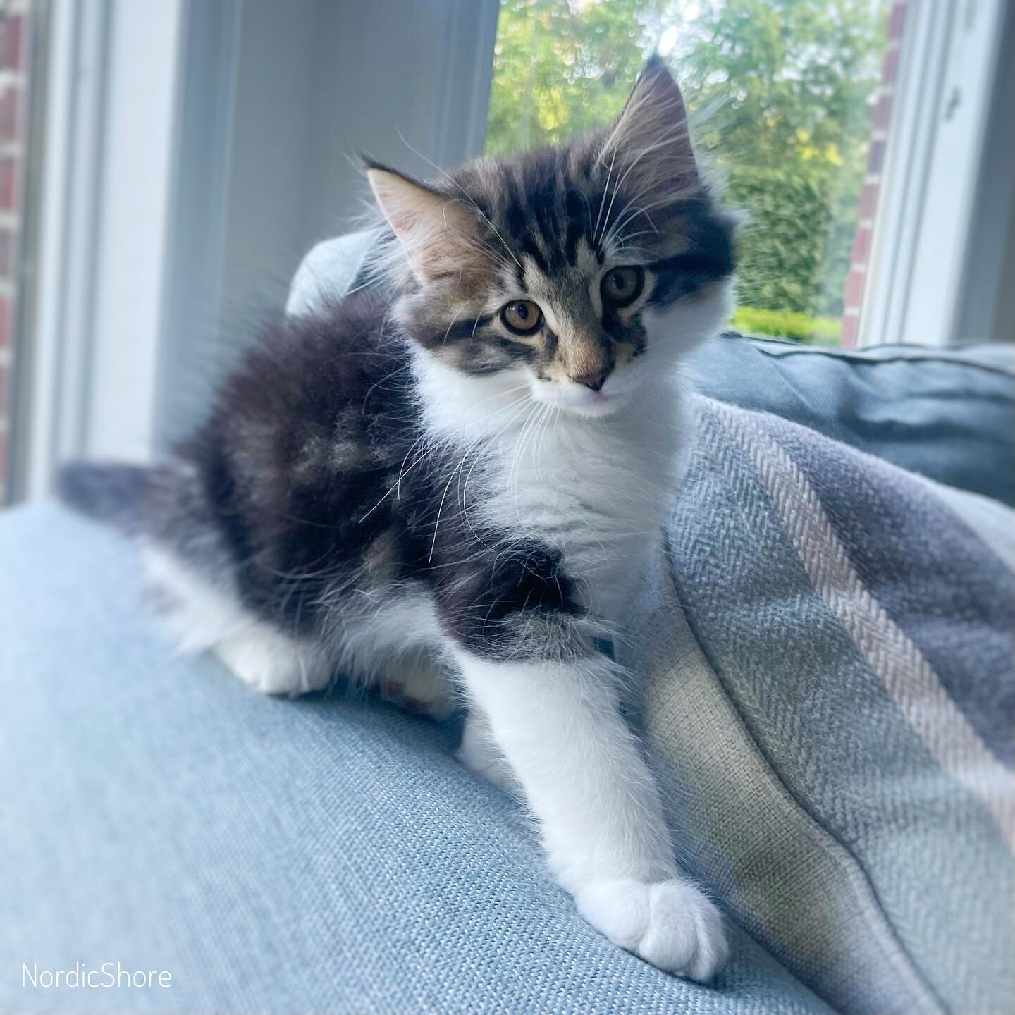 We have loved having you, sweet kitten! And we know you&rsquo;ll love your forever home! 💕🐾💕🐾
.
.
#Norwegianforestcats #norwegianforestcat #norwegianforestkittens #norwegianforestkitten