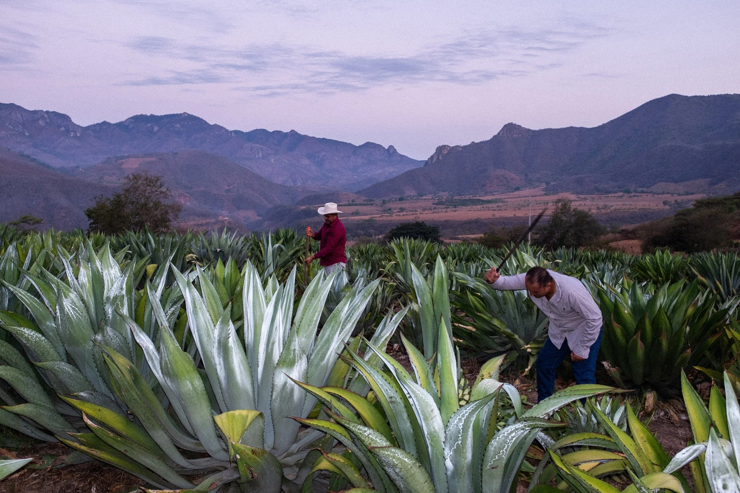 Agave plants and field workers beneath the Sierra Madre Occidental mountains in Jalisco.