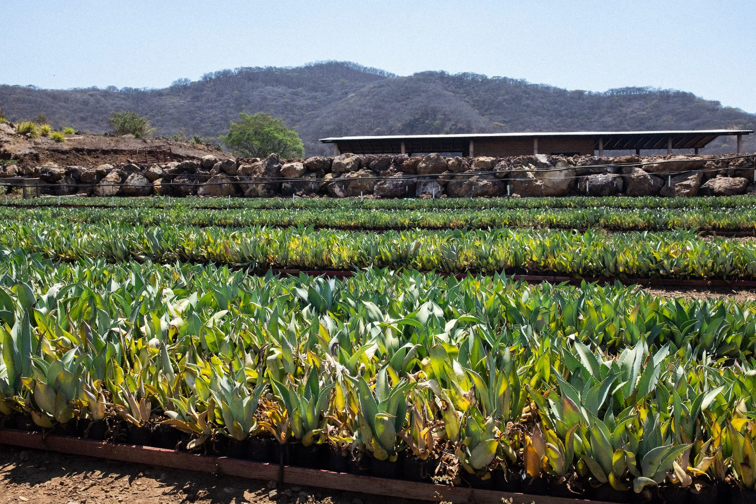 Rows of agave plants growing beneath the mountains in Jalisco.