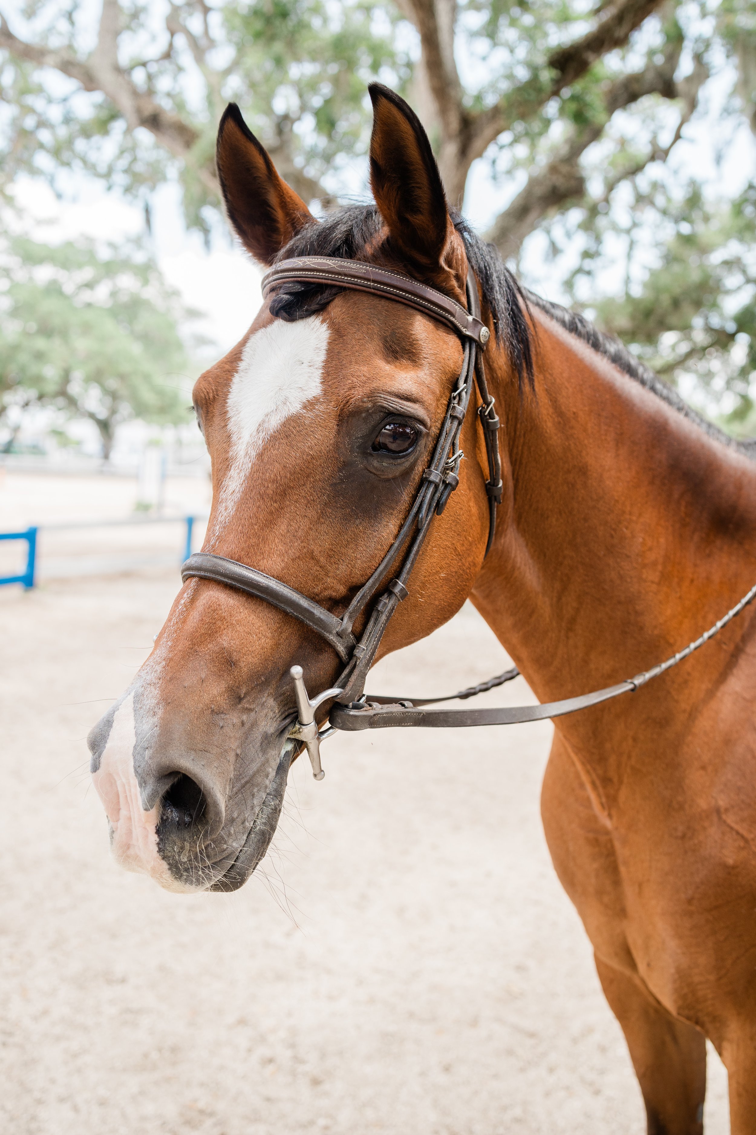 TYCC Fall Festival at the Stables