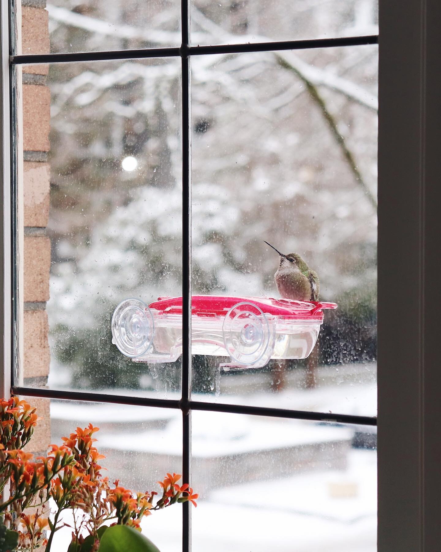 My favourite little visitors came a lot during the holidays when it was cold and snowy here 😍 Managed to take a few pics with my dslr of these cuties. (pay no attention to the window grime, they splash nectar on it with every drink haha) 

+ 1 bonus